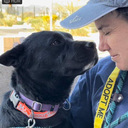 Dog Rescued Hours Before Disaster