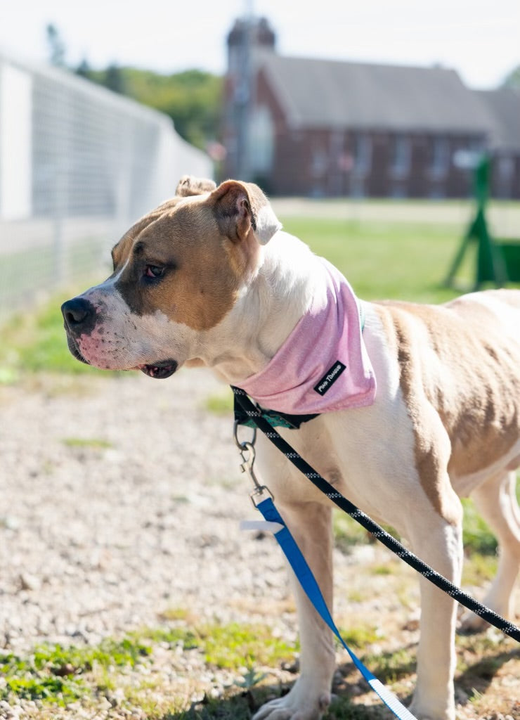 A timeless pink dog bandana with a classic design, perfect for any occasion. Adjustable with tie and button options for a secure and comfortable fit.