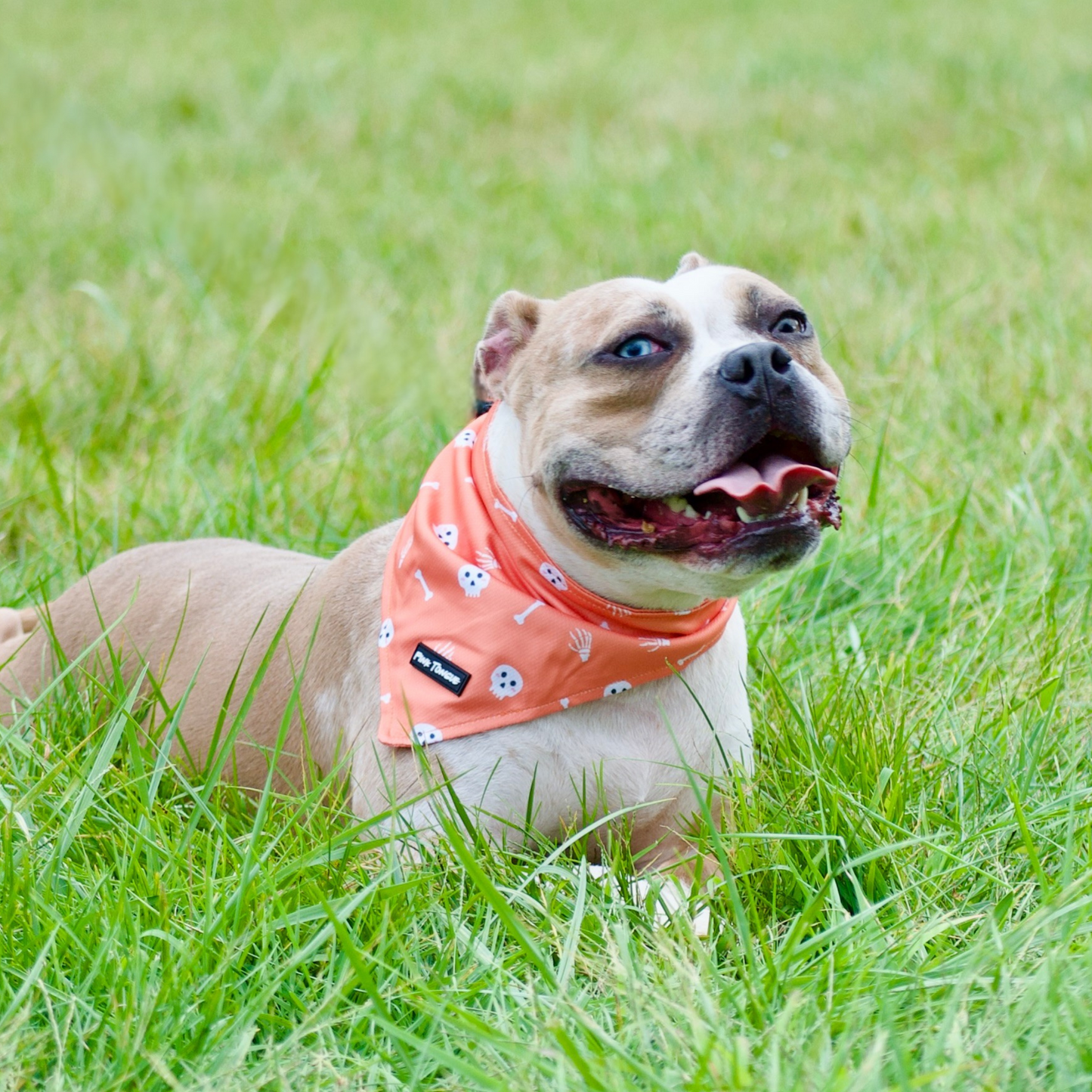 Dog wearing an orange bandana with a pattern in the grass