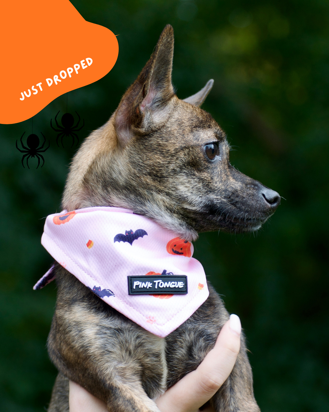 Dog wearing a orange Halloween-themed bandana with 'Pink Tongue' branding, held by a person against a blurred green background.