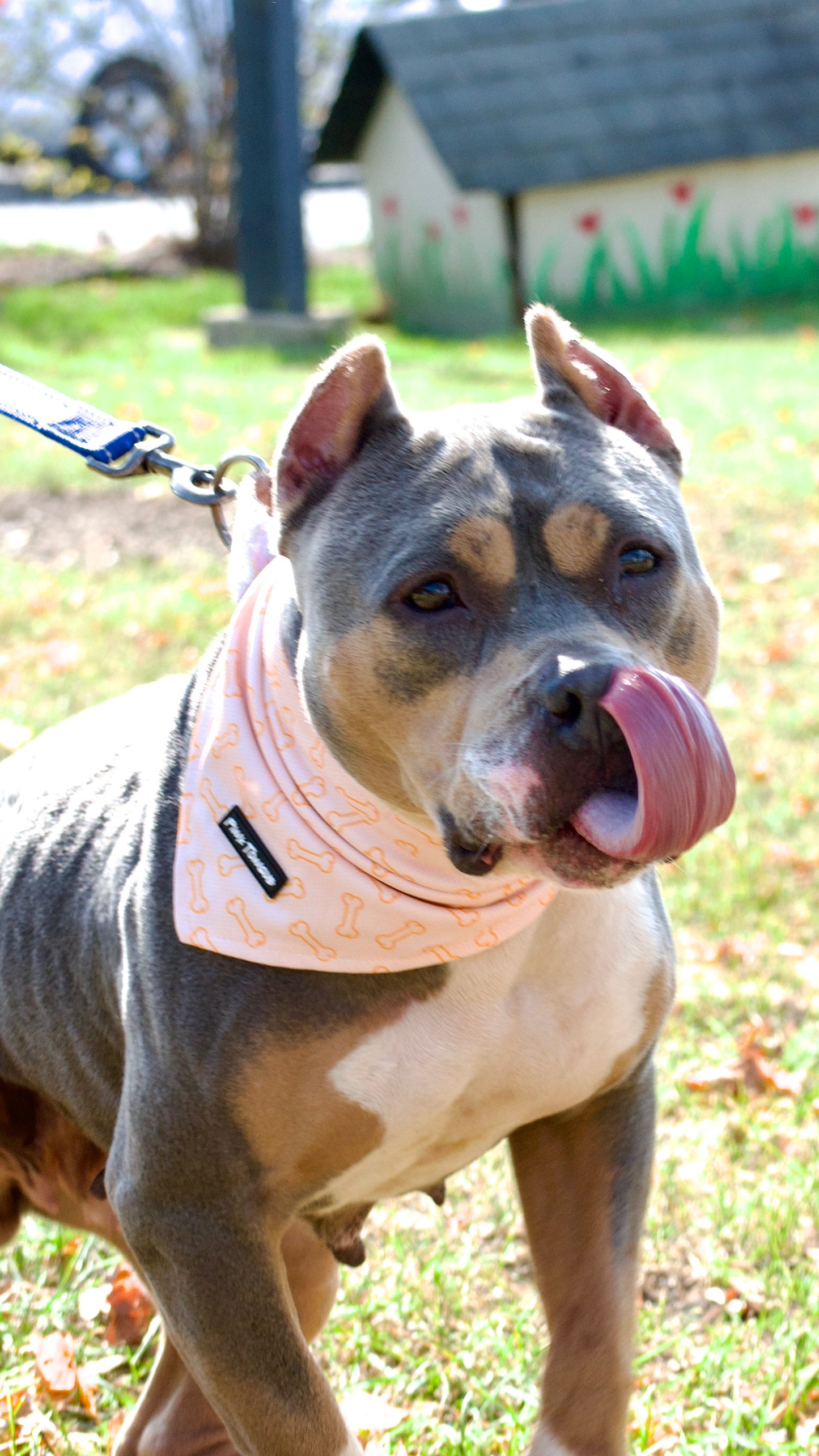 A vibrant orange dog bandana featuring a playful bone pattern. Adjustable with tie and button options for a secure and comfortable fit—perfect for any occasion!