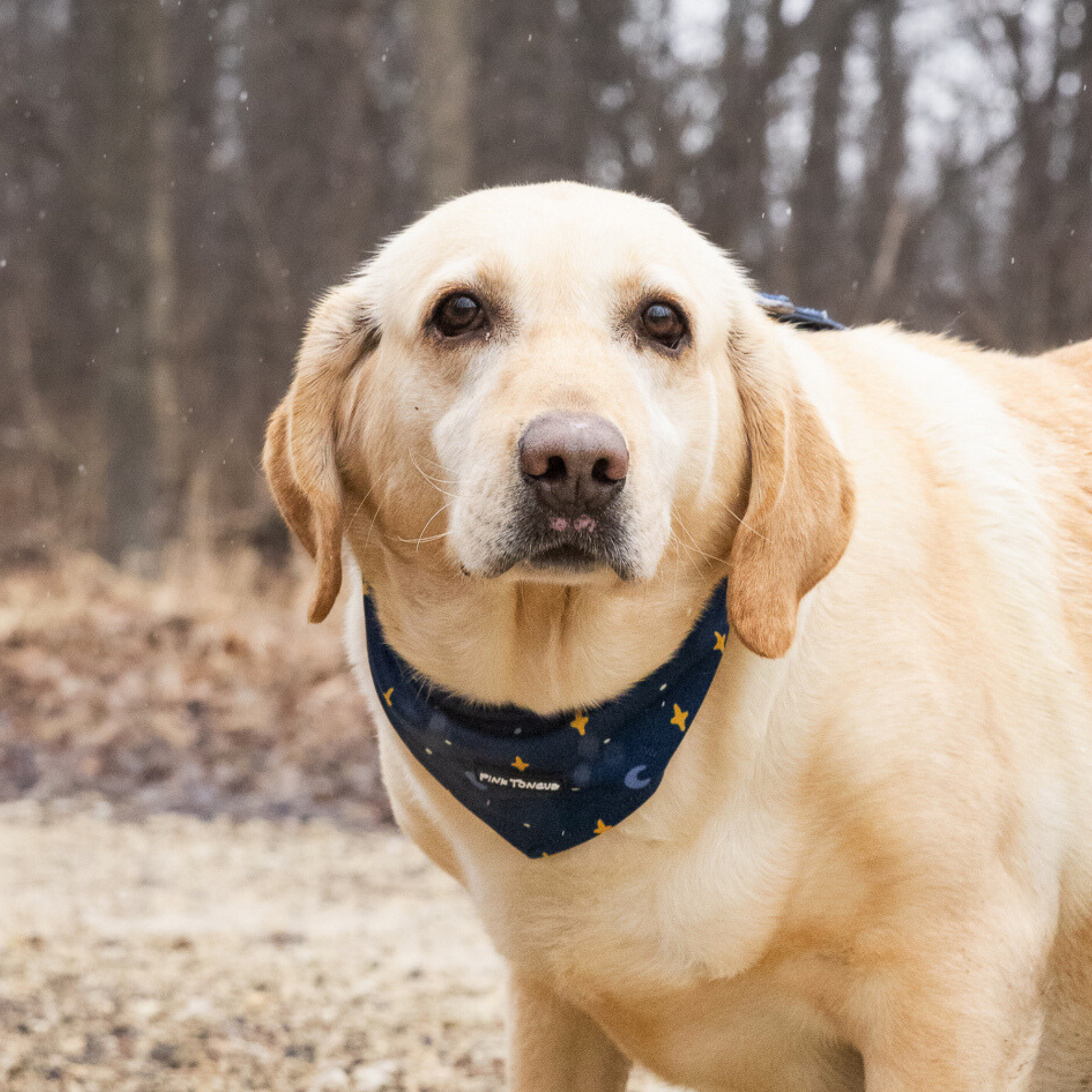 A celestial-themed dog bandana featuring a beautiful moon and star design, perfect for stargazing pups and dreamers. Designed for comfort and versatility, it can be tied, buttoned, or both for a secure and adjustable fit. Ideal for evening walks, cozy nights, or adding a cosmic touch to your pup’s style.