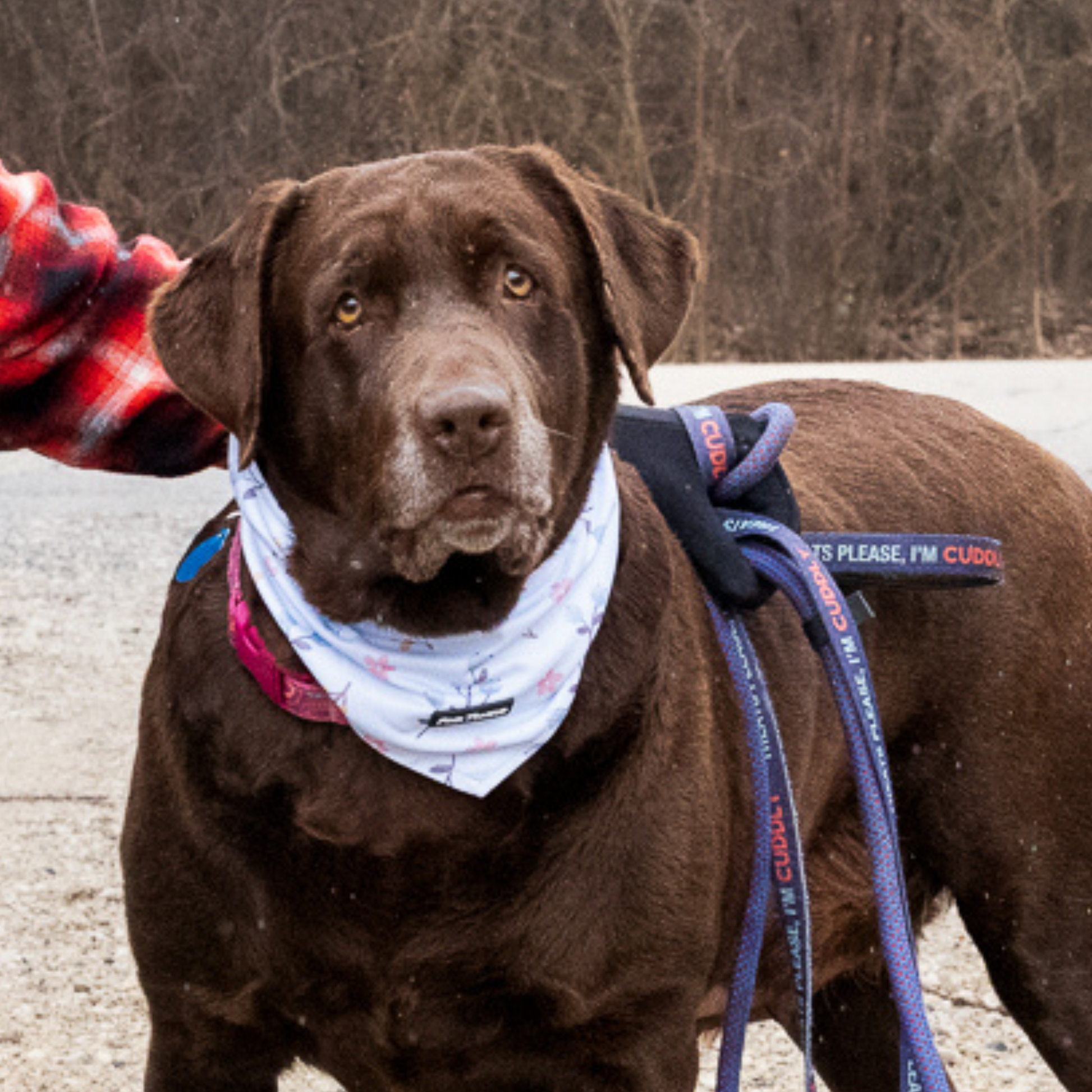 A vibrant floral dog bandana featuring soft, colorful blooms, perfect for spring. Designed for comfort and style, it offers multiple fastening options—tie, button, or both—for a secure and adjustable fit. Ideal for walks, picnics, and adding a fresh touch to your pup’s wardrobe.
