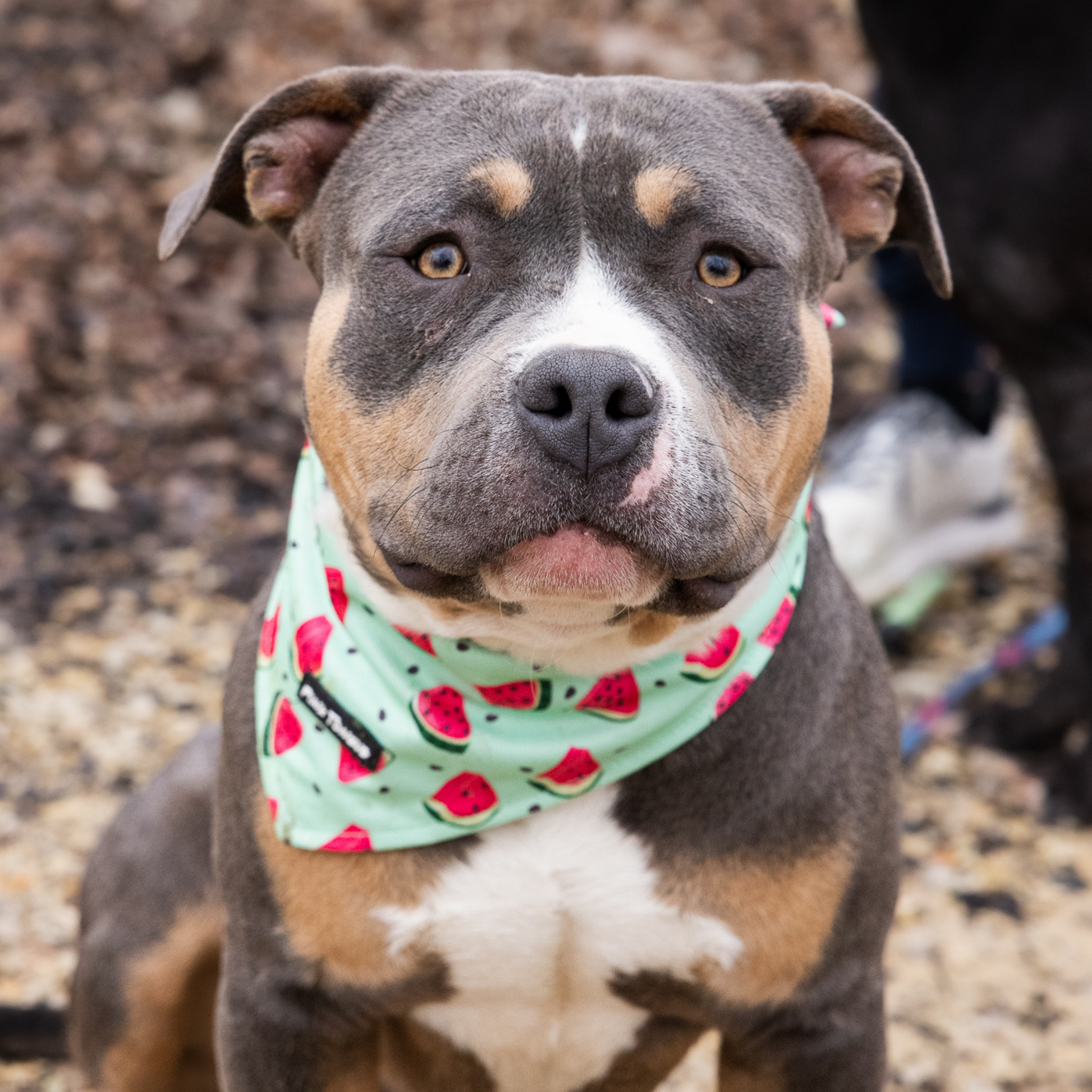A vibrant and refreshing dog bandana featuring a playful watermelon print, perfect for summer adventures. Lightweight and comfortable, it’s ideal for poolside lounging, farmer’s market strolls, or sunny day outings. Designed for a secure and adjustable fit—tie it, button it, or do both for the perfect look!
