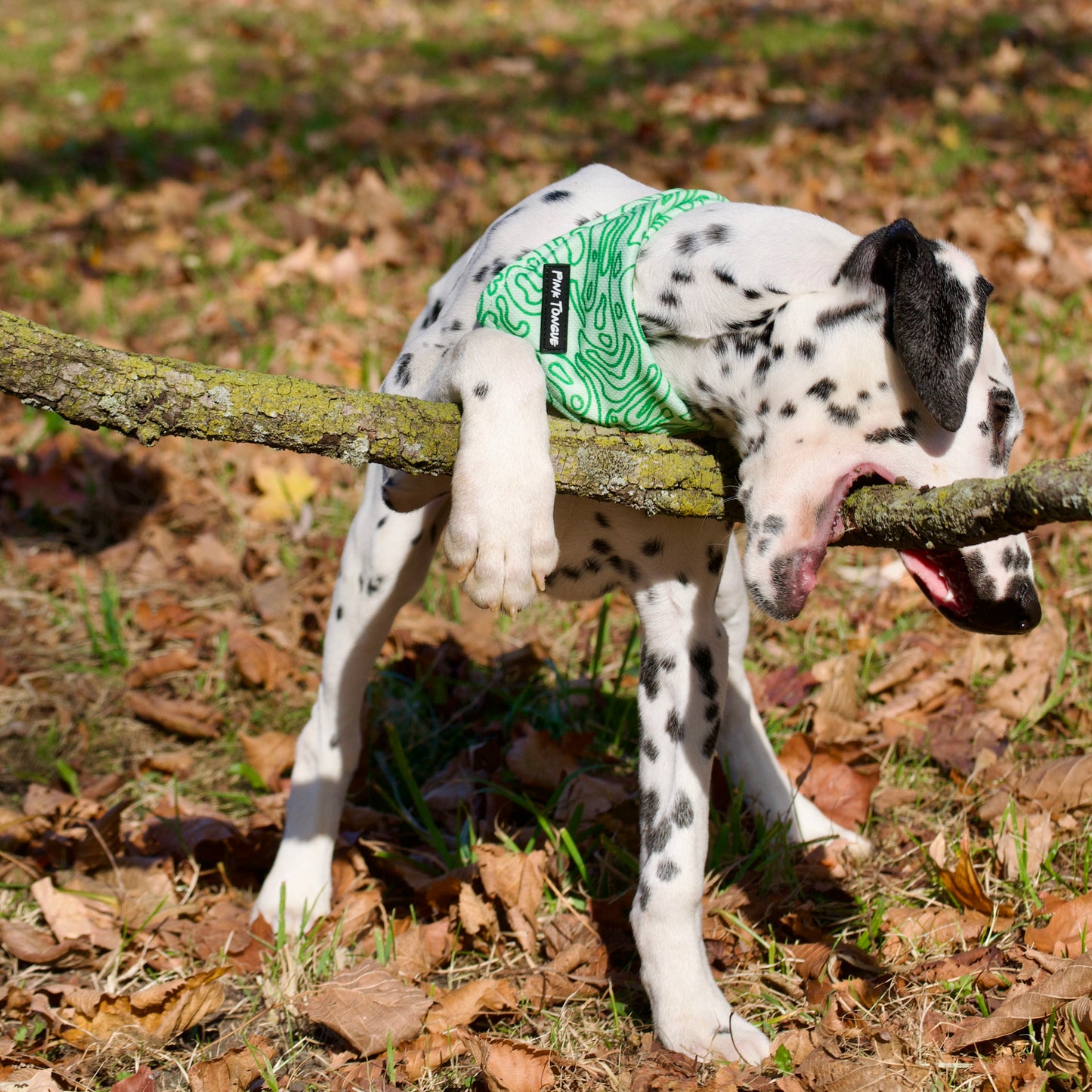 A stylish green dog bandana featuring a topographic map design. Adjustable with tie and button options for a secure and comfortable fit—perfect for adventure-loving pups!
