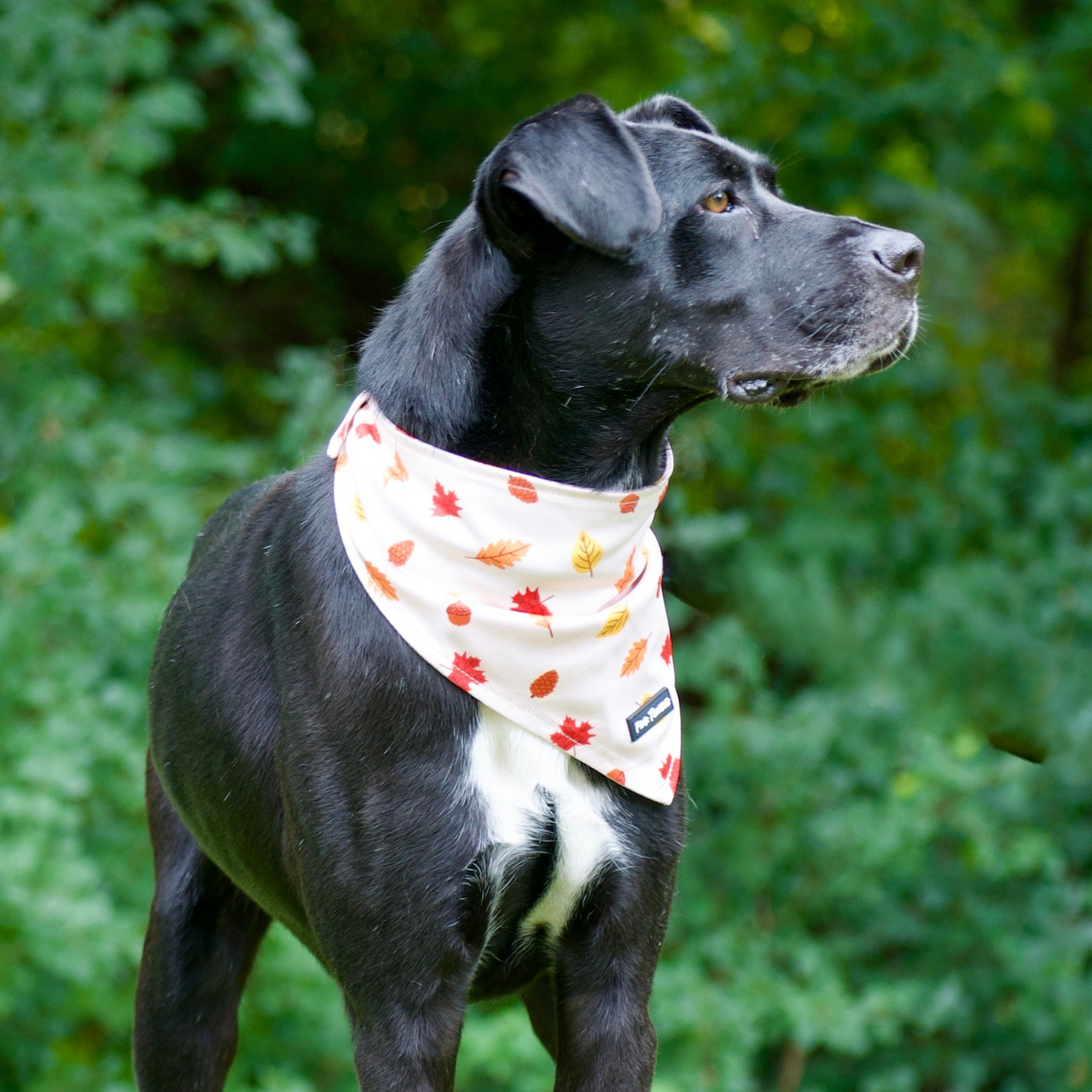 Black dog wearing a dog bandana with leaf pattern in front of green foliage