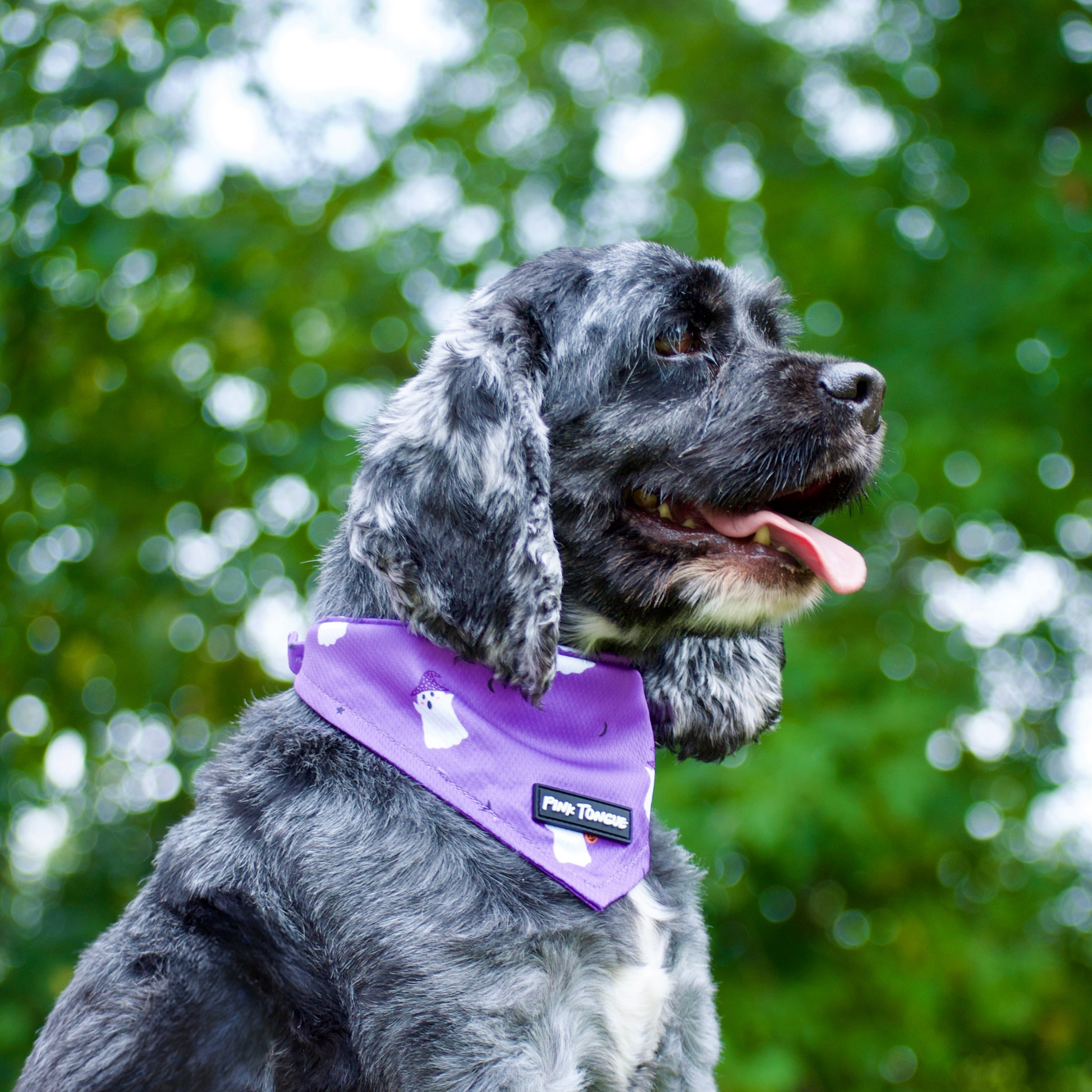 Dog wearing a purple bandana with a blurred green background