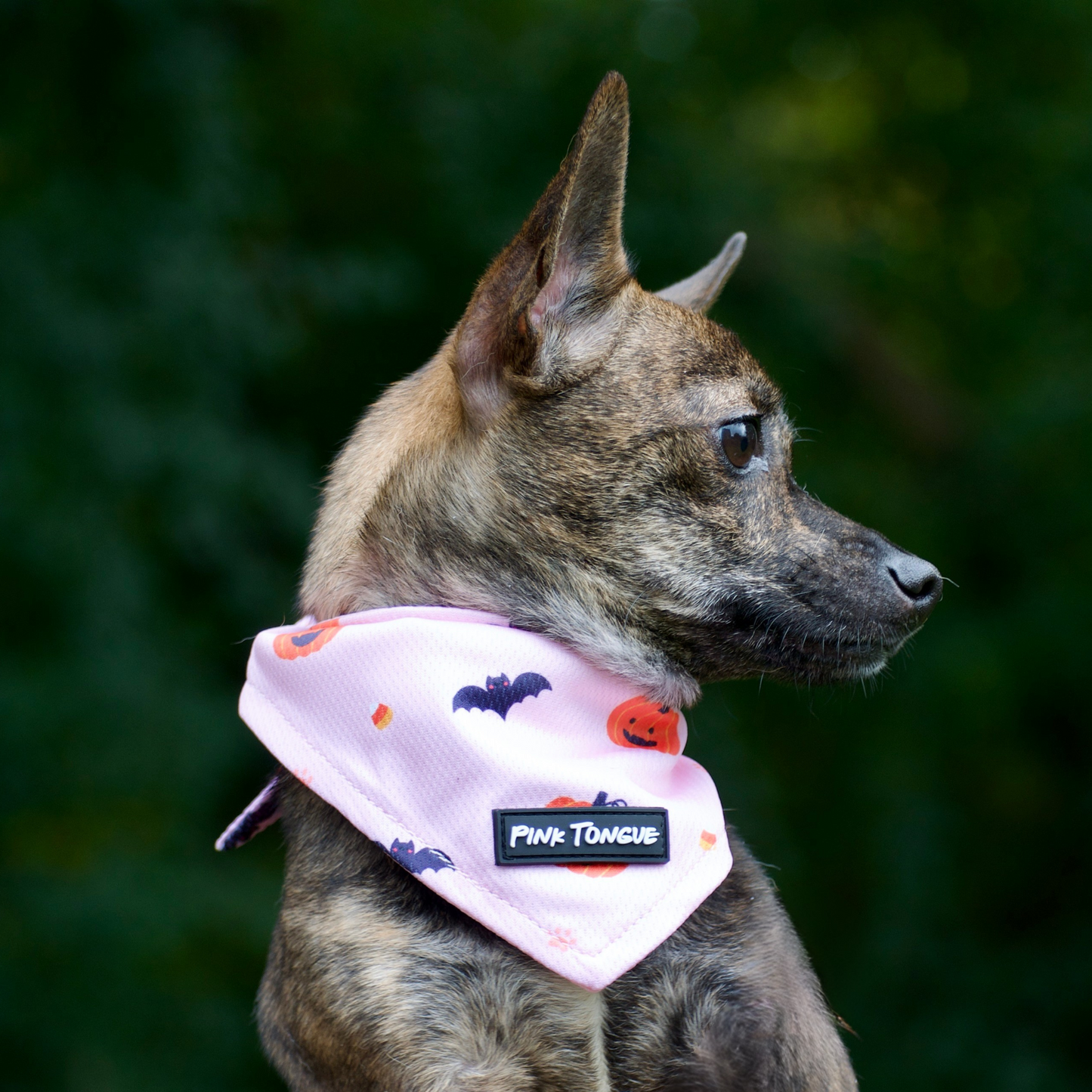 Dog wearing a orange dog bandana with Halloween designs and 'Pink Tongue' branding.