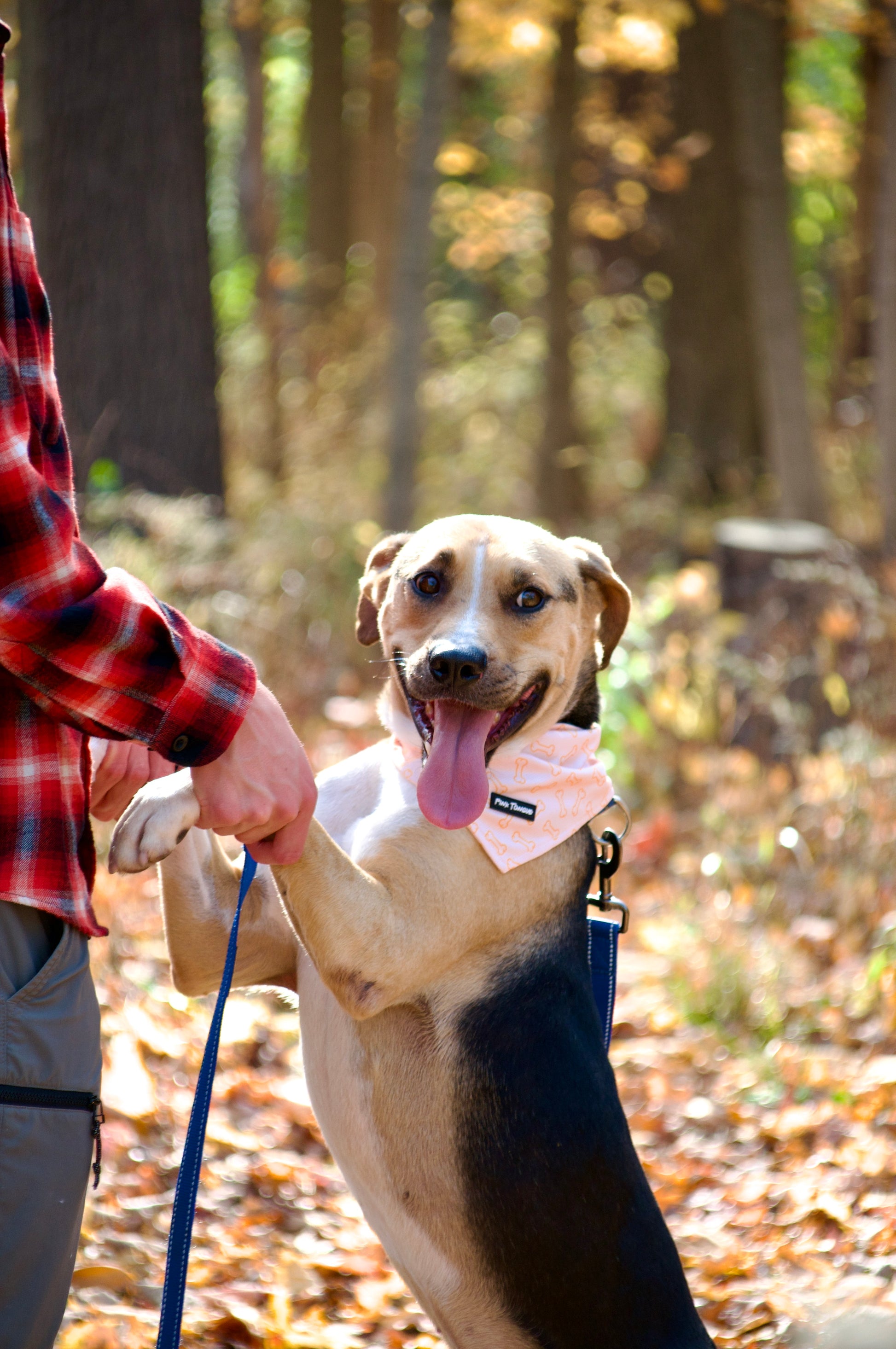 A vibrant orange dog bandana featuring a playful bone pattern. Adjustable with tie and button options for a secure and comfortable fit—perfect for any occasion!