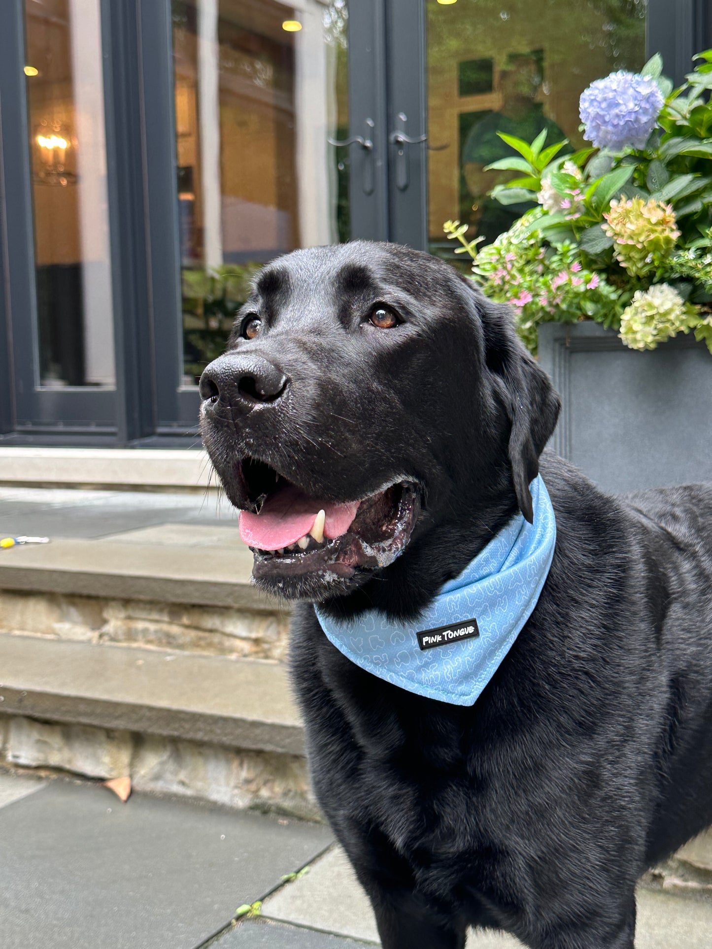 Black dog wearing a light blue dog bandana outside on a patio.