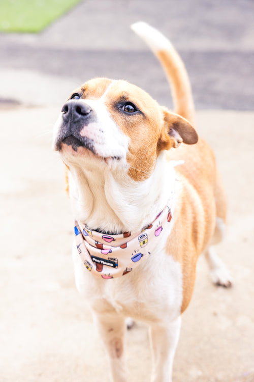 white dog wearing a brown dog bandana with coffee icons on it.
