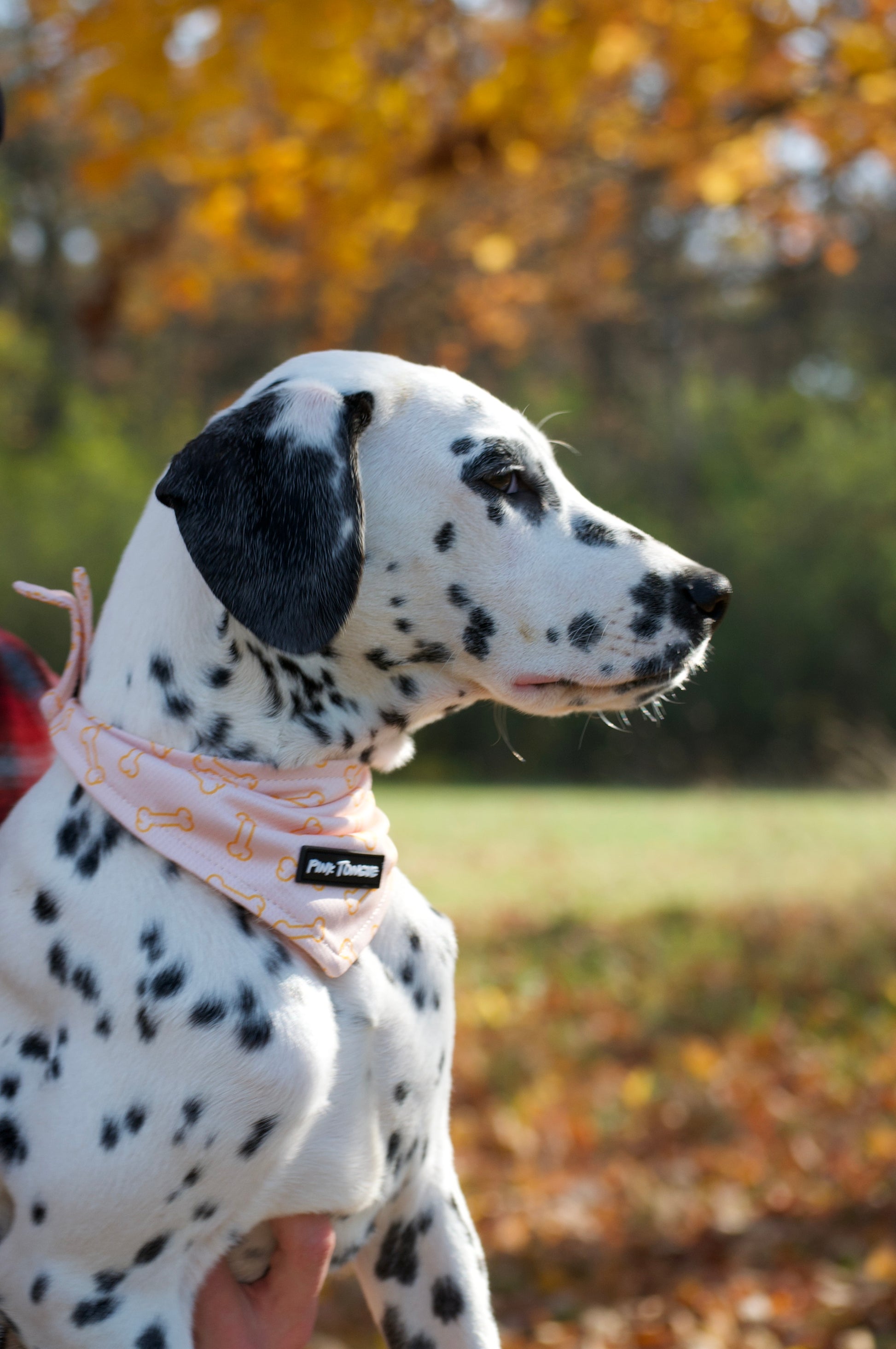 A set of three stylish dog bandanas in versatile designs, perfect for any occasion. Adjustable with tie and button options for a secure and comfortable fit.