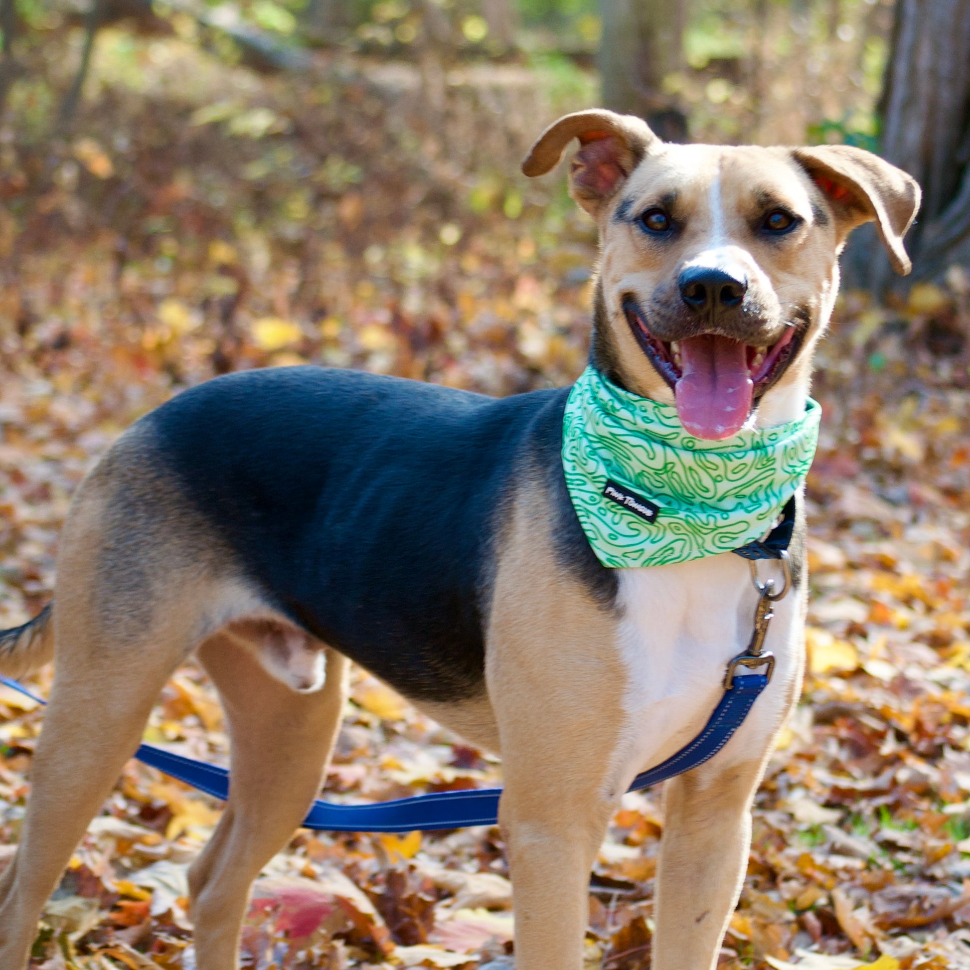 A set of three stylish dog bandanas in versatile designs, perfect for any occasion. Adjustable with tie and button options for a secure and comfortable fit.