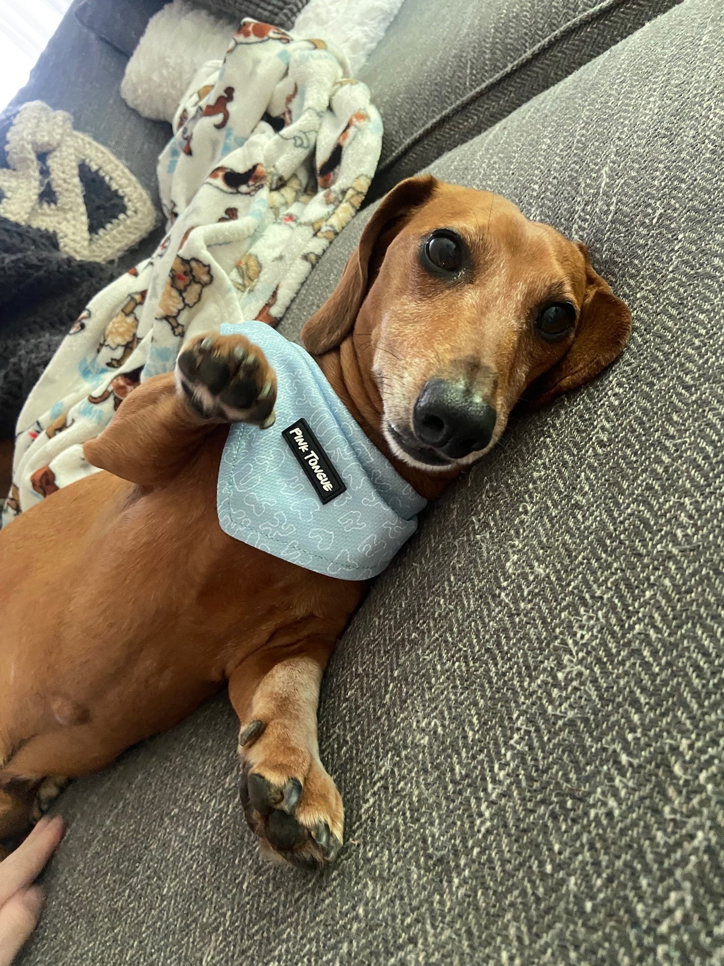 A classic blue dog bandana with a timeless design, perfect for any occasion. Adjustable with tie and button options for a secure and comfortable fit.