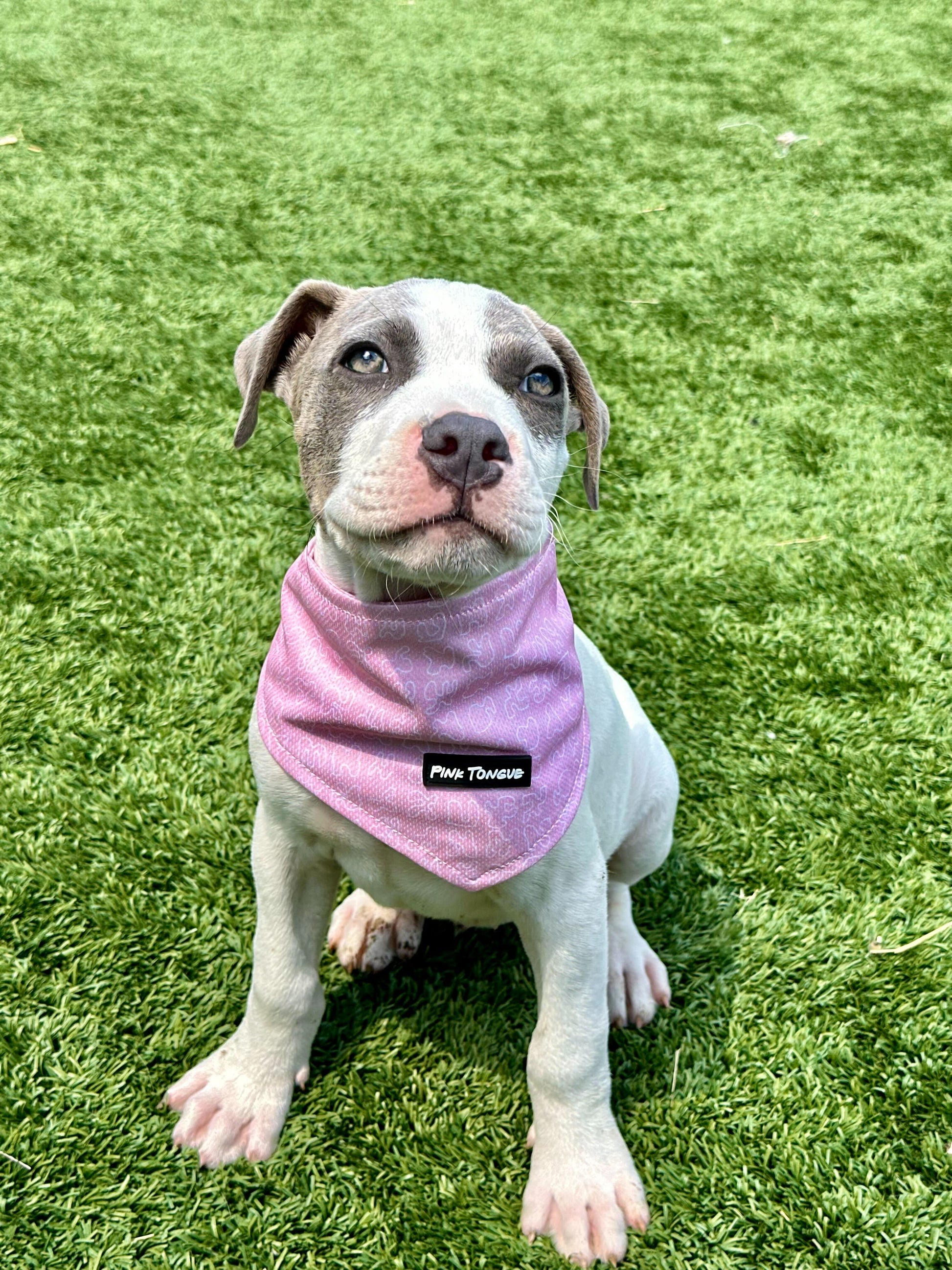 A timeless pink dog bandana with a classic design, perfect for any occasion. Adjustable with tie and button options for a secure and comfortable fit.