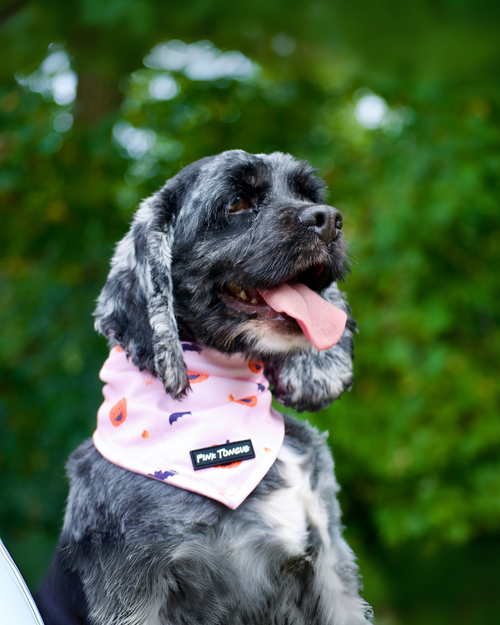 Dog wearing a pink bandana with a brand logo against a blurred green background