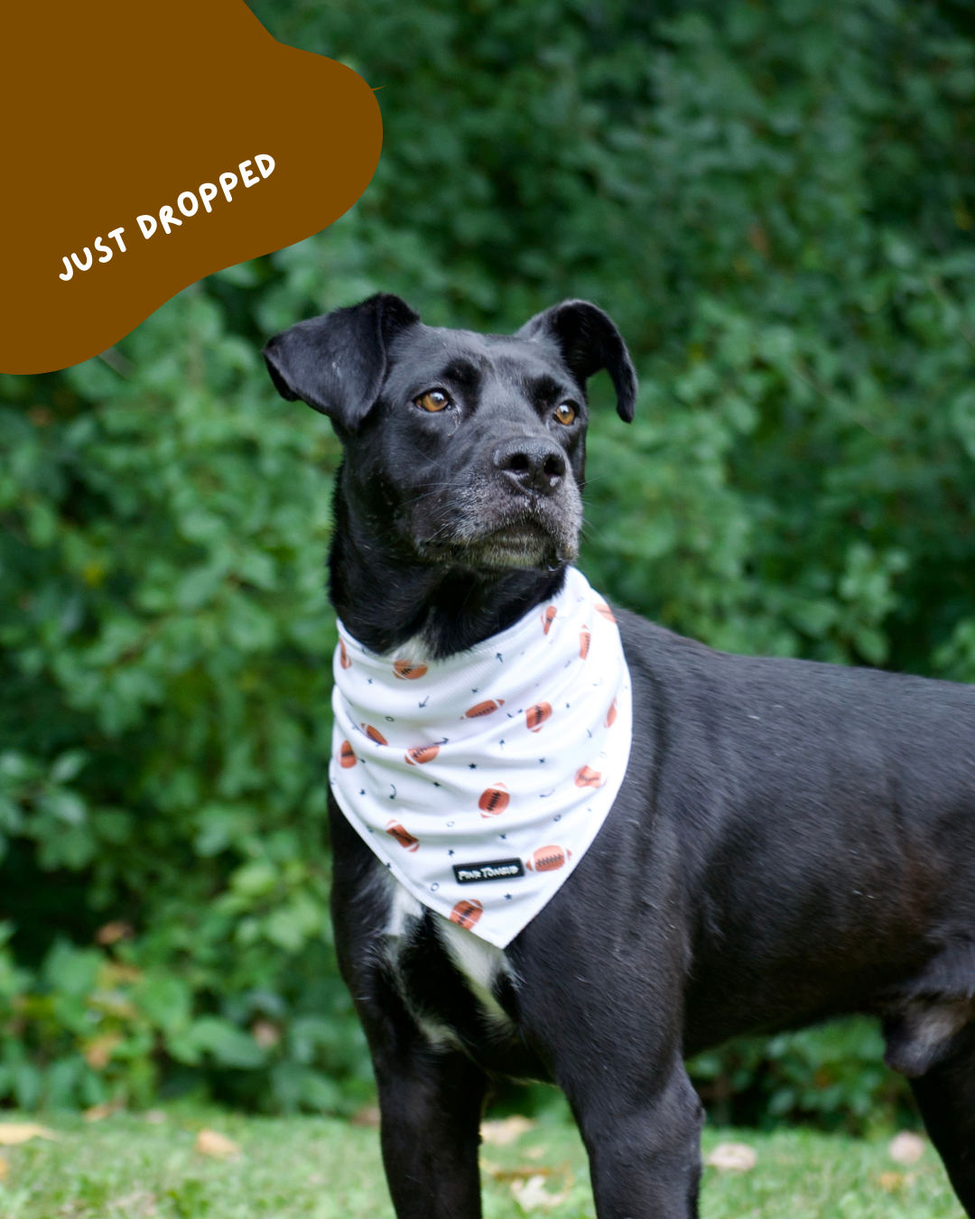 Black dog wearing a football bandana outdoors