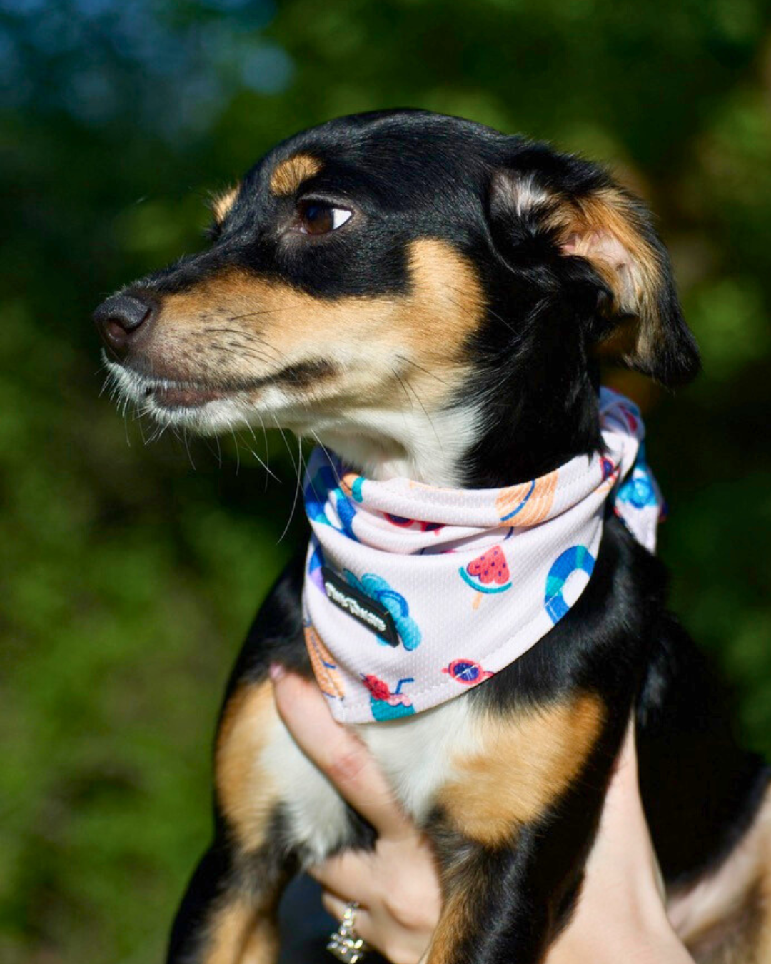 Dog wearing a colorful bandana with a blurred green background