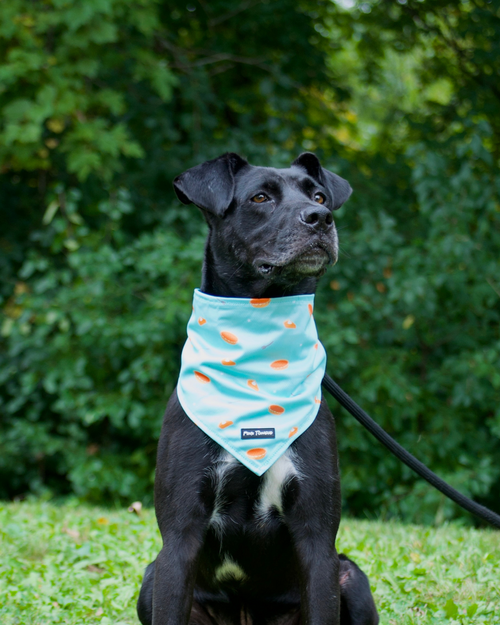 Black dog wearing a light blue bandana with orange spots, sitting on grass with greenery in the background.