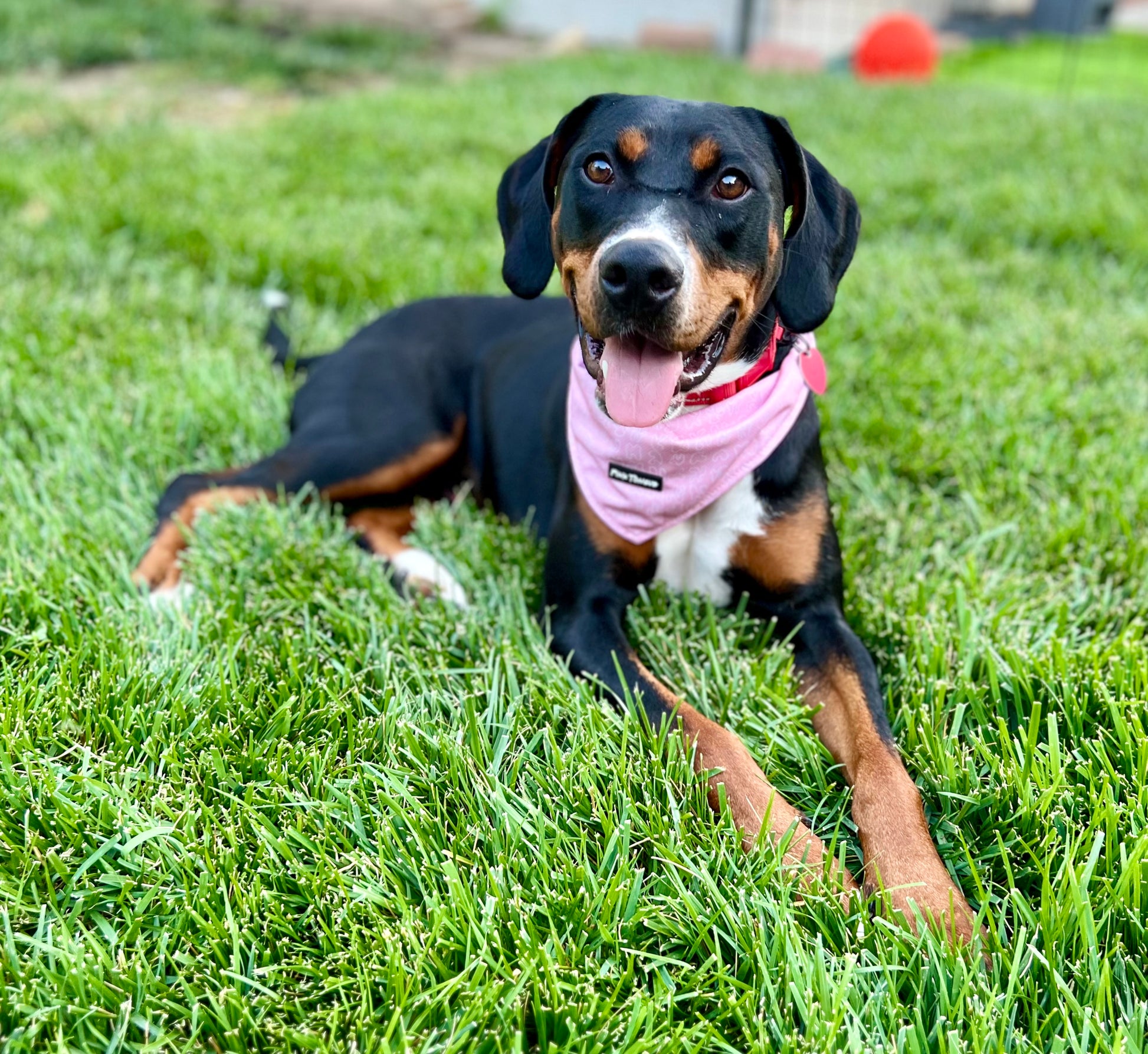 A timeless pink dog bandana with a classic design, perfect for any occasion. Adjustable with tie and button options for a secure and comfortable fit.