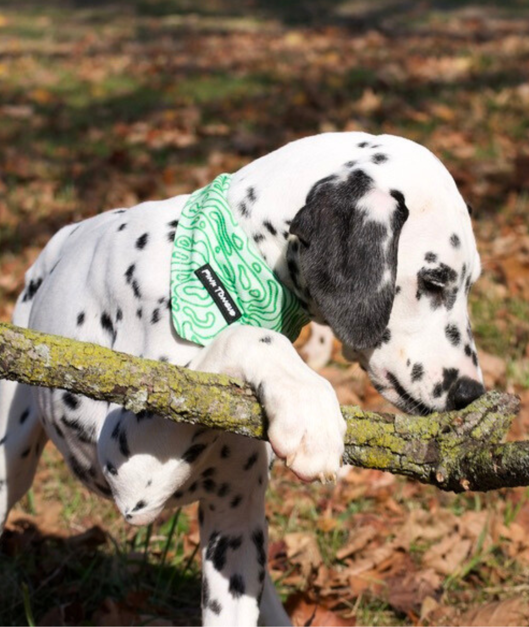 Dog wearing a green dog bandana
