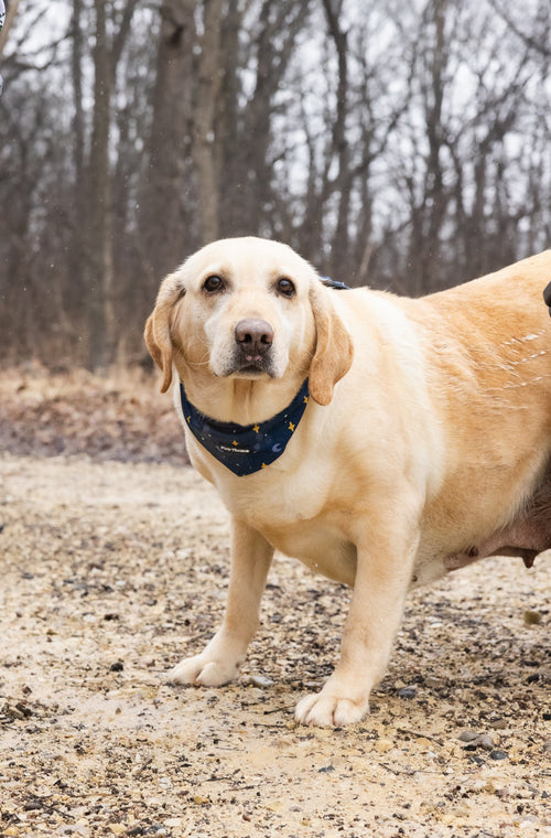 White dog wearing a dark blue bandana with stars and moons on it.