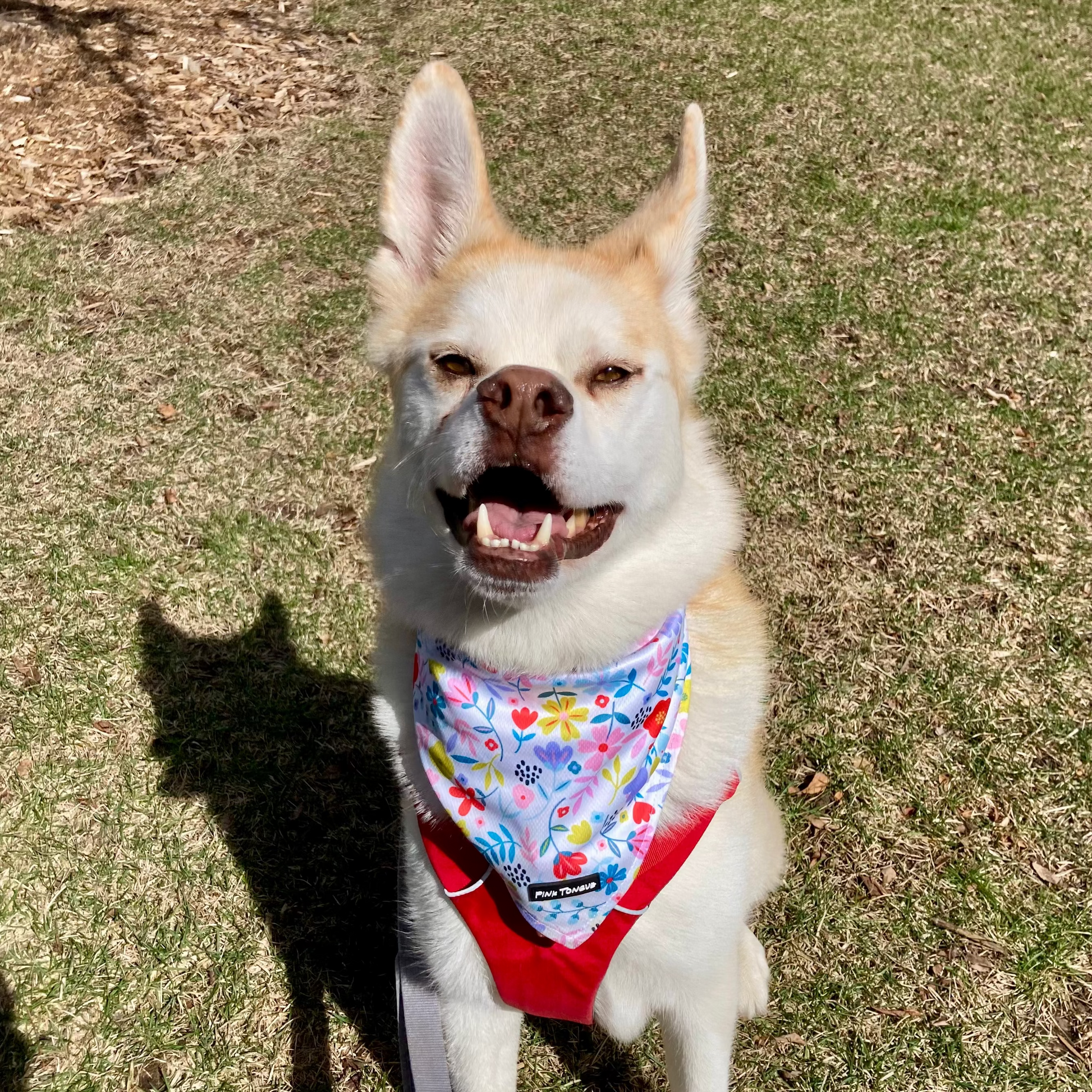 Dog wearing a colorful bandana and red harness on grass