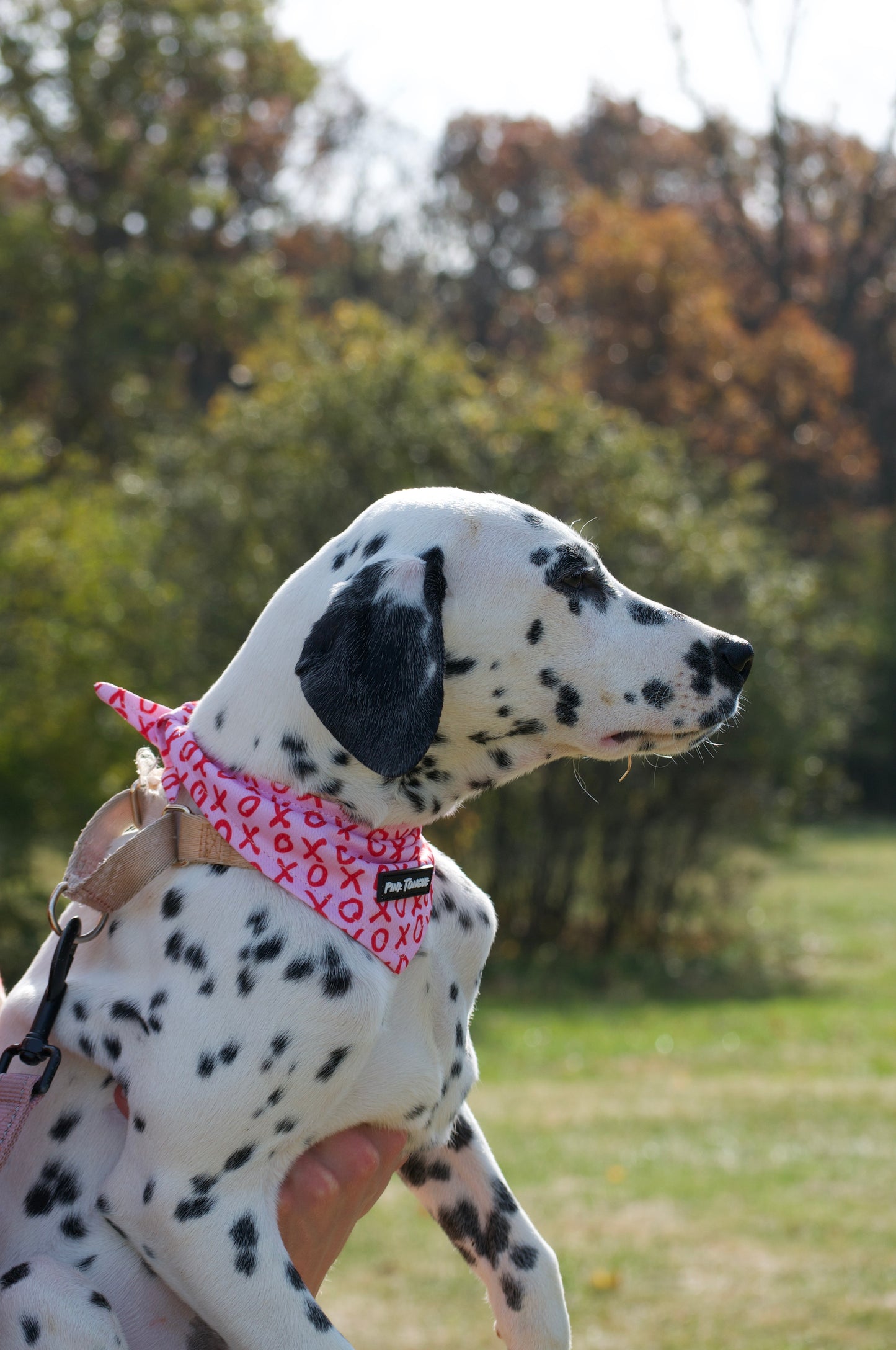 A charming Valentine's Day dog bandana featuring an XO pattern, perfect for celebrating love with your pup. Adjustable with tie and button options for a secure and stylish fit.