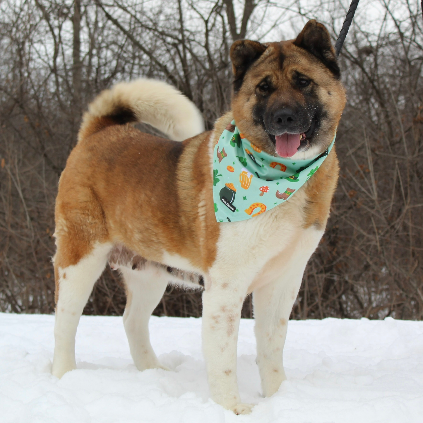 Loads Of Luck - LIMITED