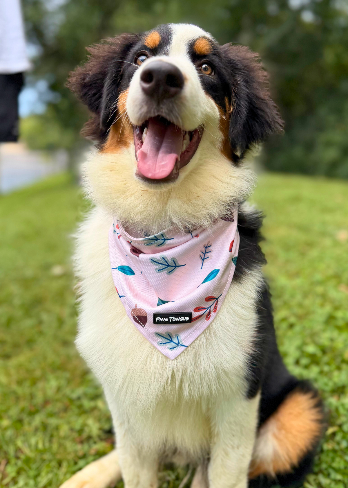 (NEW) The Squirrel Chaser
