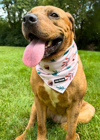 (NEW) The Squirrel Chaser