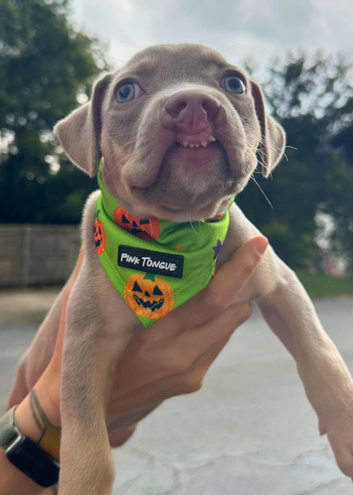 (LIMITED) The Pumpkin Patch Pup
