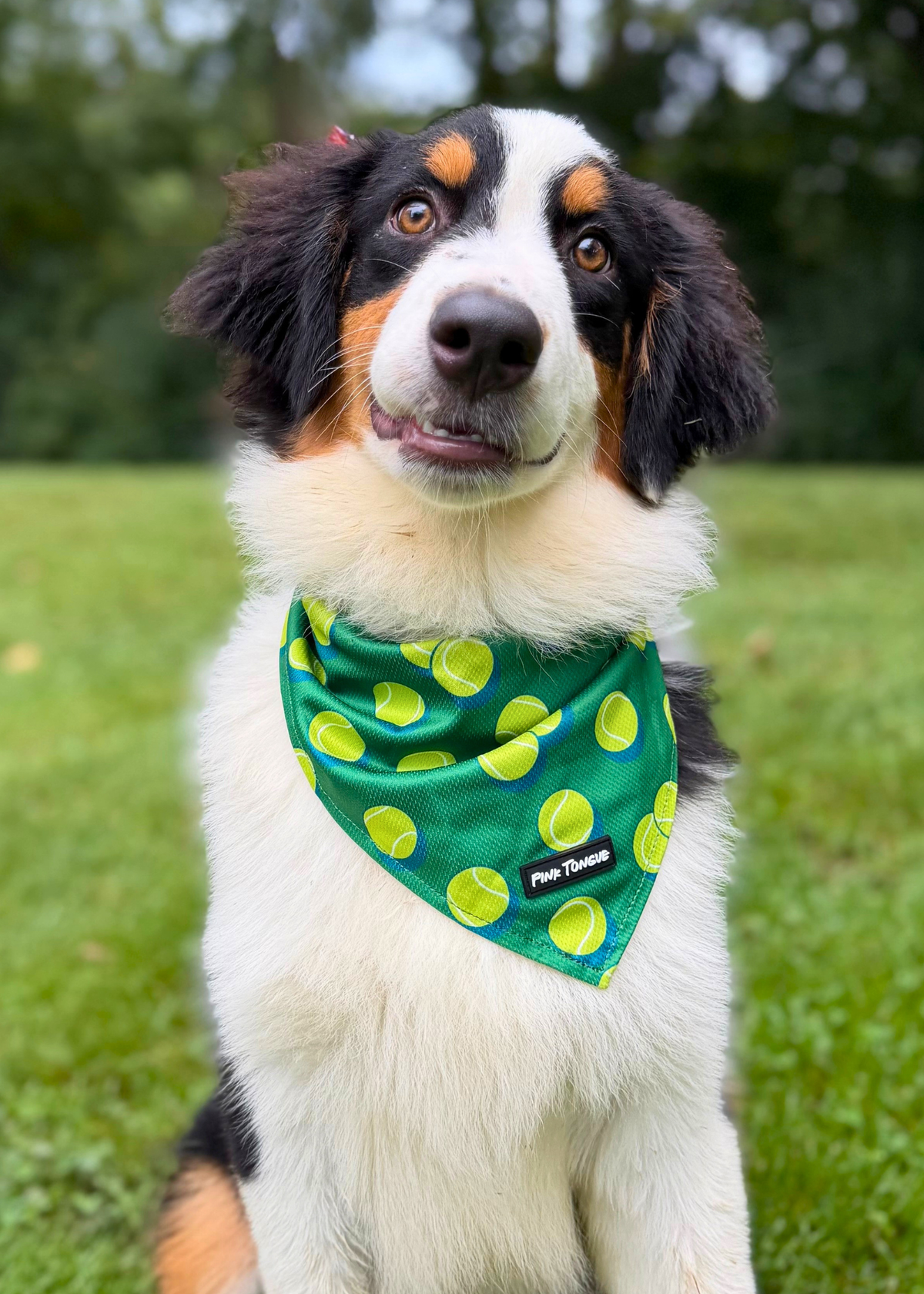(NEW) The 'Go Fetch'