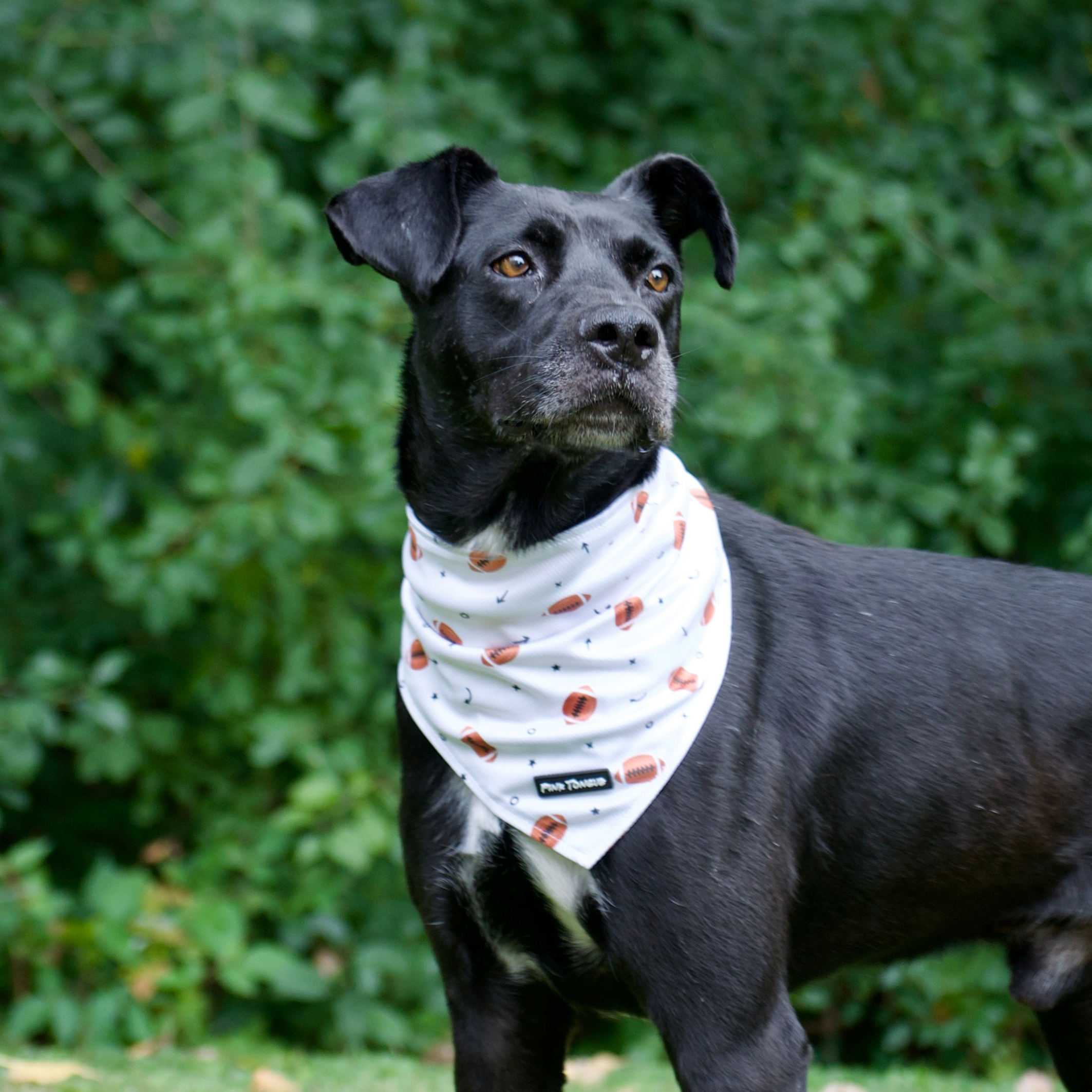 Black dog wearing a white bandana with football patterns against a green leafy background