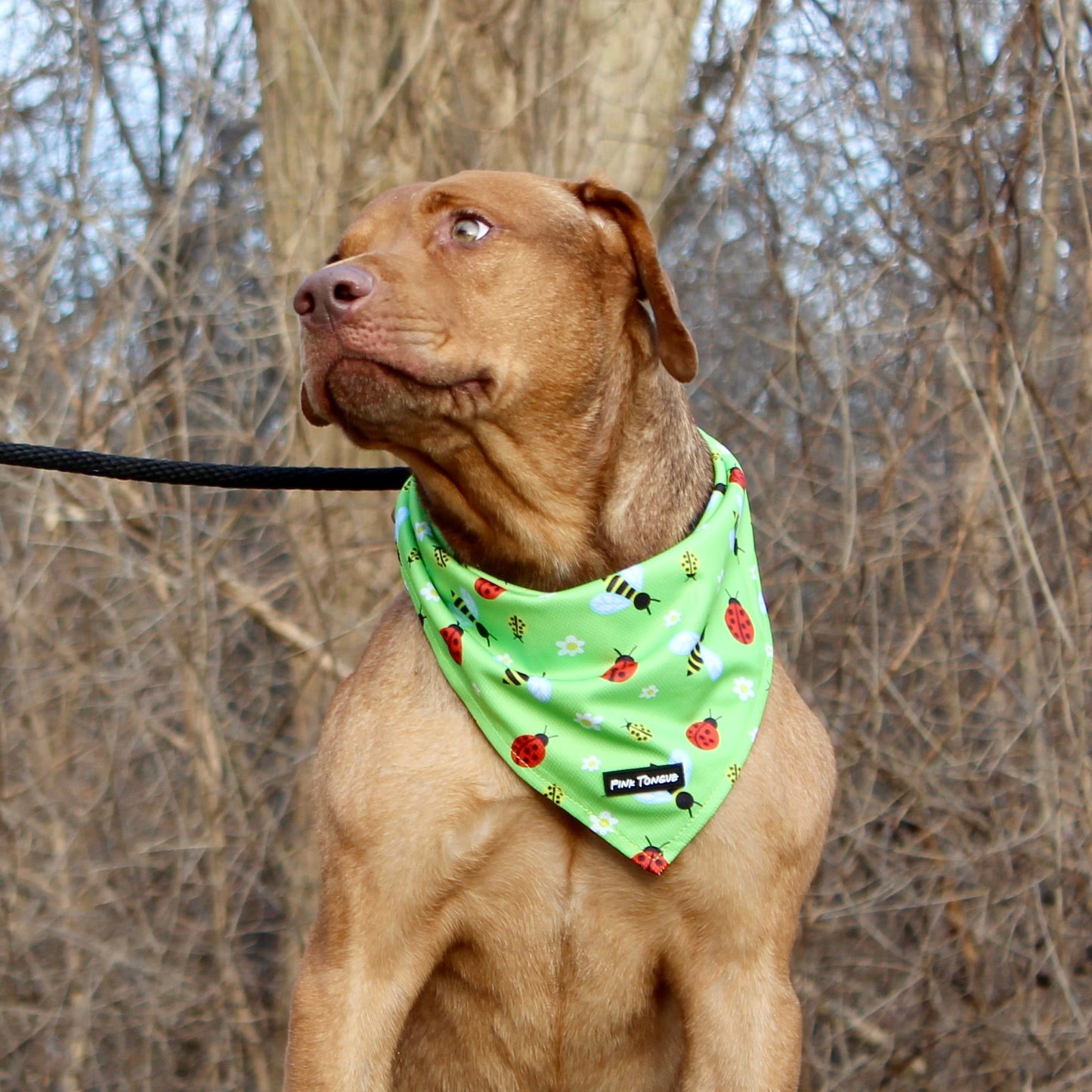 Dog on a leash in a park with trees in the background