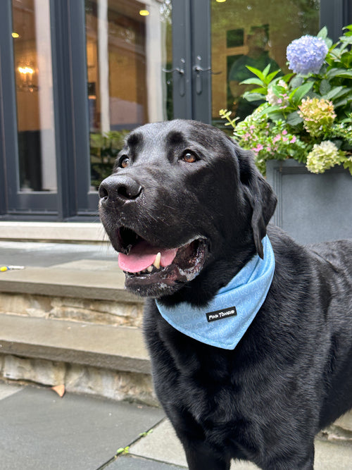 A classic blue dog bandana with a timeless design, perfect for any occasion. Adjustable with tie and button options for a secure and comfortable fit.