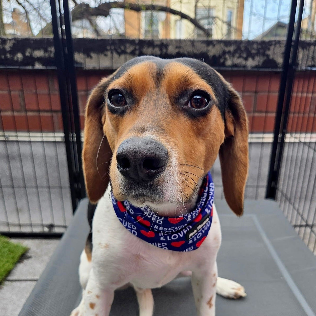 Rescued & Loved