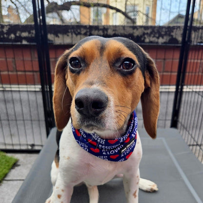 Rescued & Loved