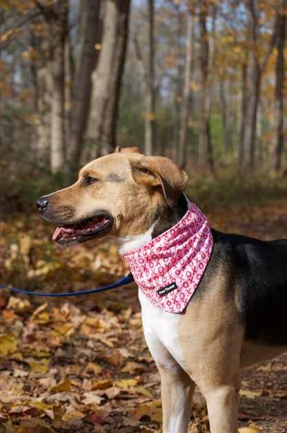 A charming Valentine's Day dog bandana featuring an XO pattern, perfect for celebrating love with your pup. Adjustable with tie and button options for a secure and stylish fit.