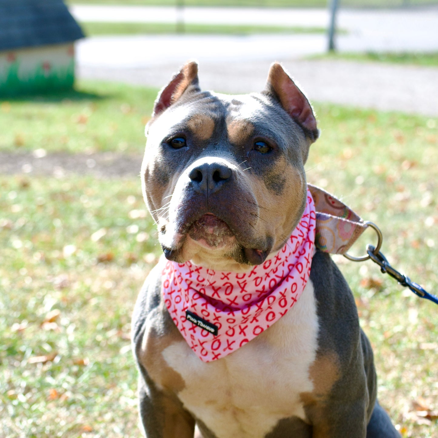 A set of three stylish dog bandanas in versatile designs, perfect for any occasion. Adjustable with tie and button options for a secure and comfortable fit.