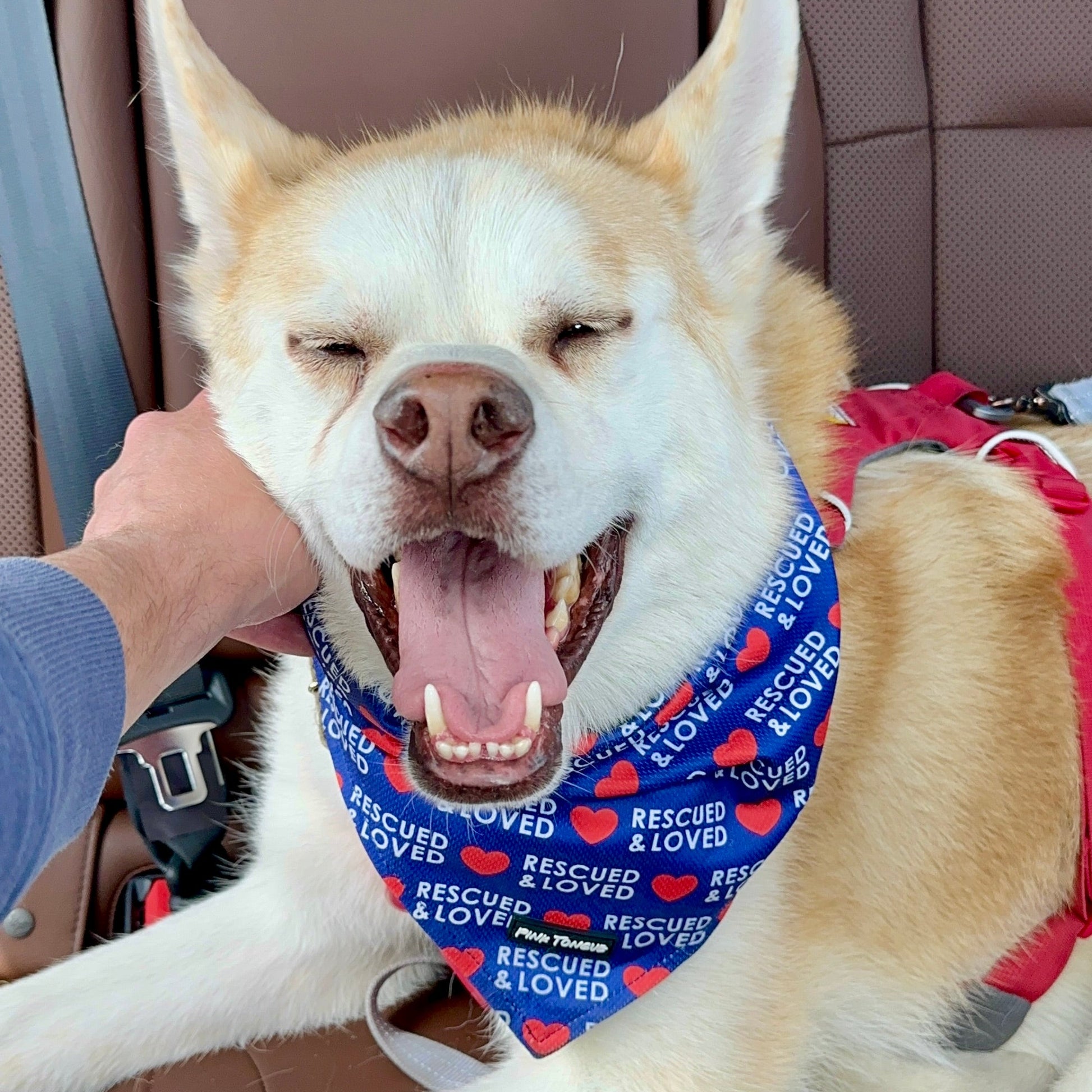 Dog wearing a bandana sitting in a car