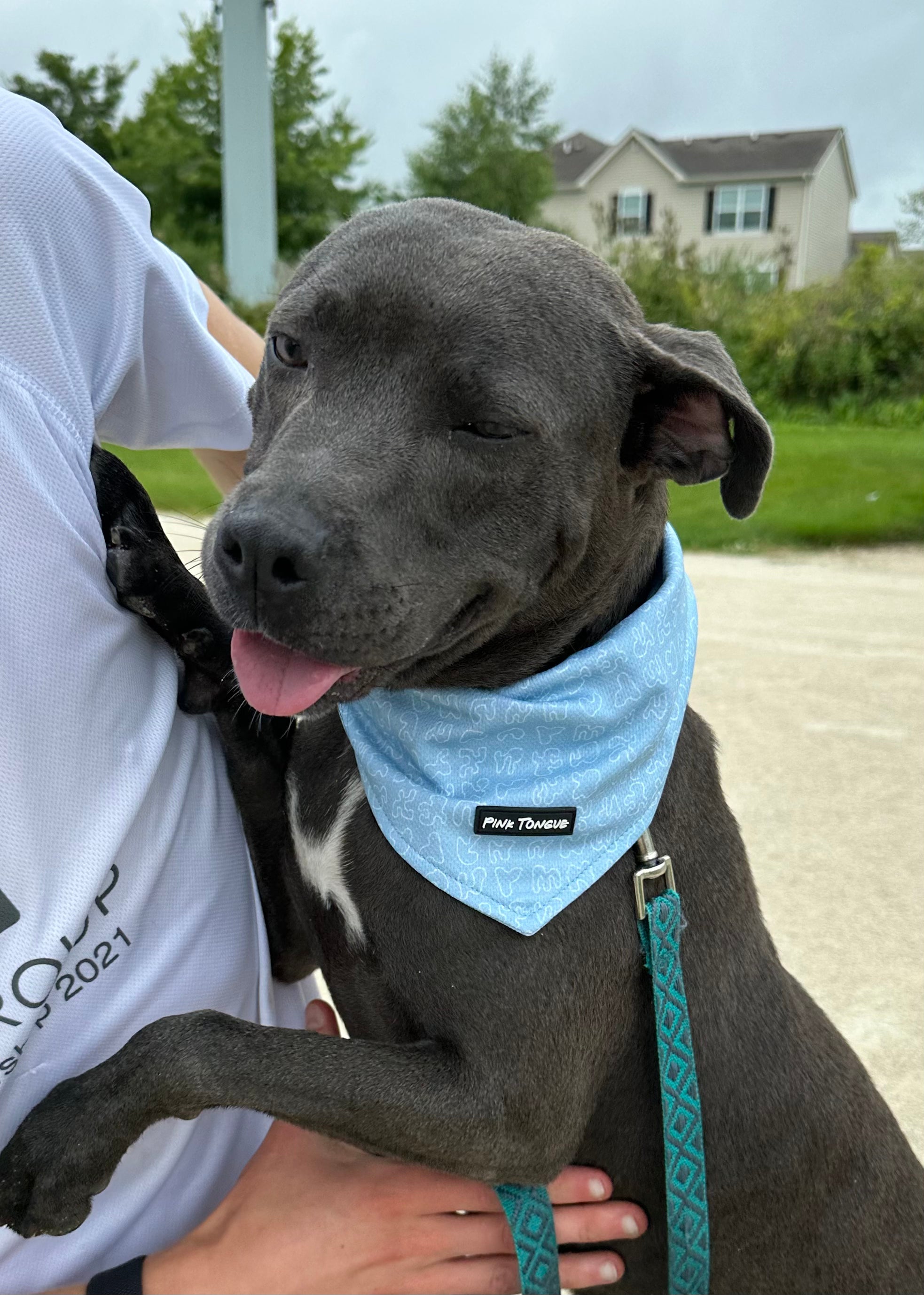 Adorable dog wearing a Pink Tongue Dog bandana. Blue Dog Bandanas that is fitted and stylish for large dogs. The dog bandana has a secure button that ensures that the bandana never falls off your large dog. Best quality dog bandanas for large dogs.