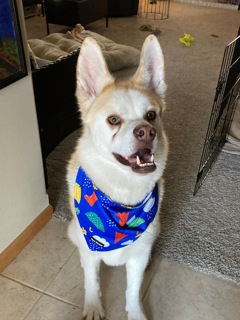 Dog wearing a colorful spring bandana on a tiled floor with a rug and shoes in the background