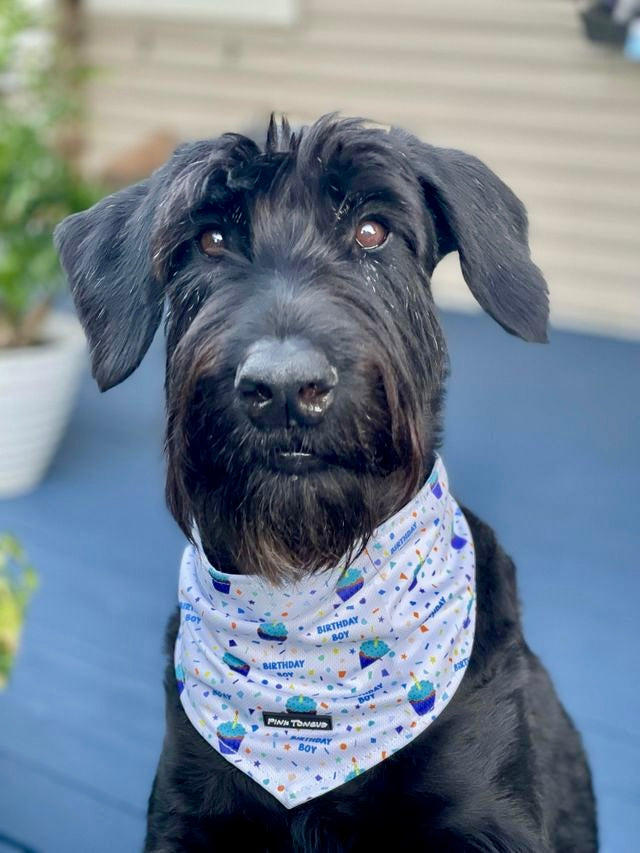 The Birthday Boy