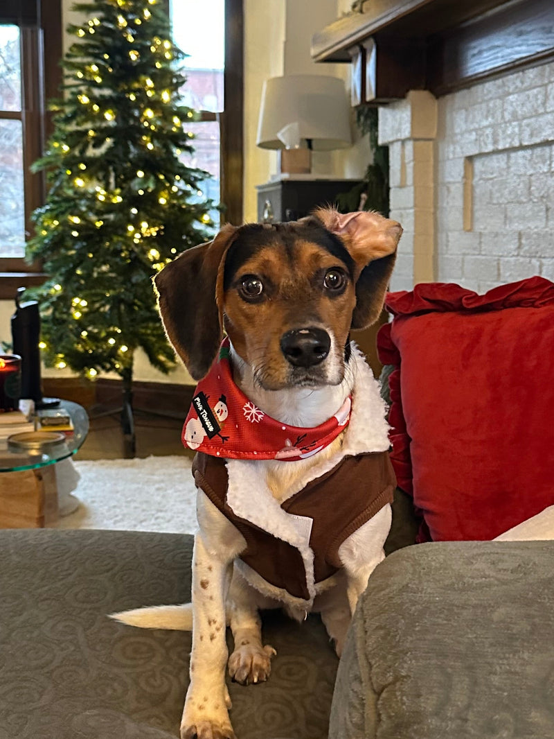 Dog wearing a Christmas Bandana in a living room with a Christmas tree