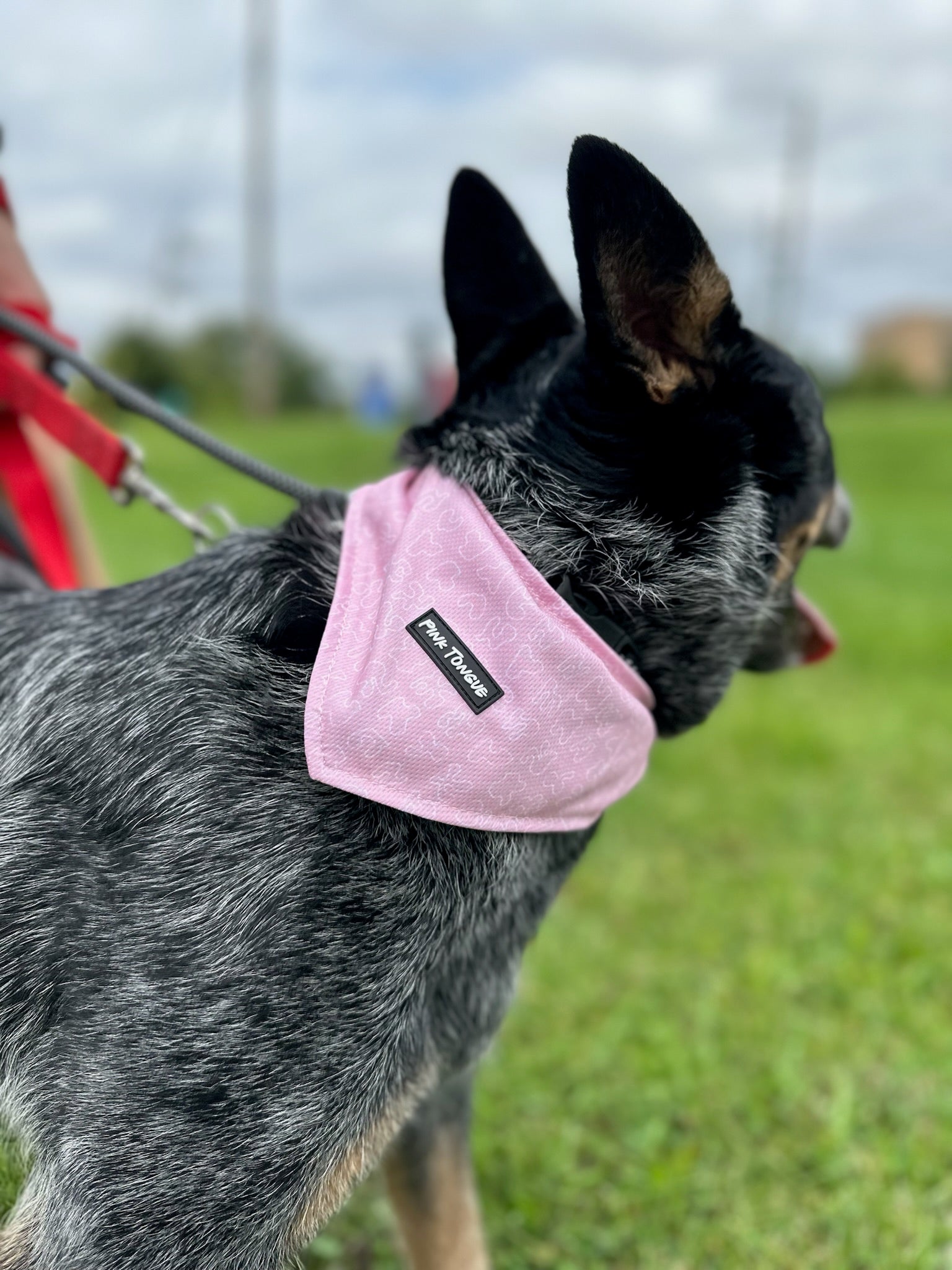 Chihuahua, French Bulldog, Pug, Golden Retriever, Labrador proudly wearing stylish and secure Pink Tongue dog bandanas. The Chihuahua sports a vibrant pink bandana, the French Bulldog looks adorable in a blue bandana, and the Pug wears a playful stylish designed bandana, showcasing the best-fitting and highest-quality bandanas for these popular dog breeds.