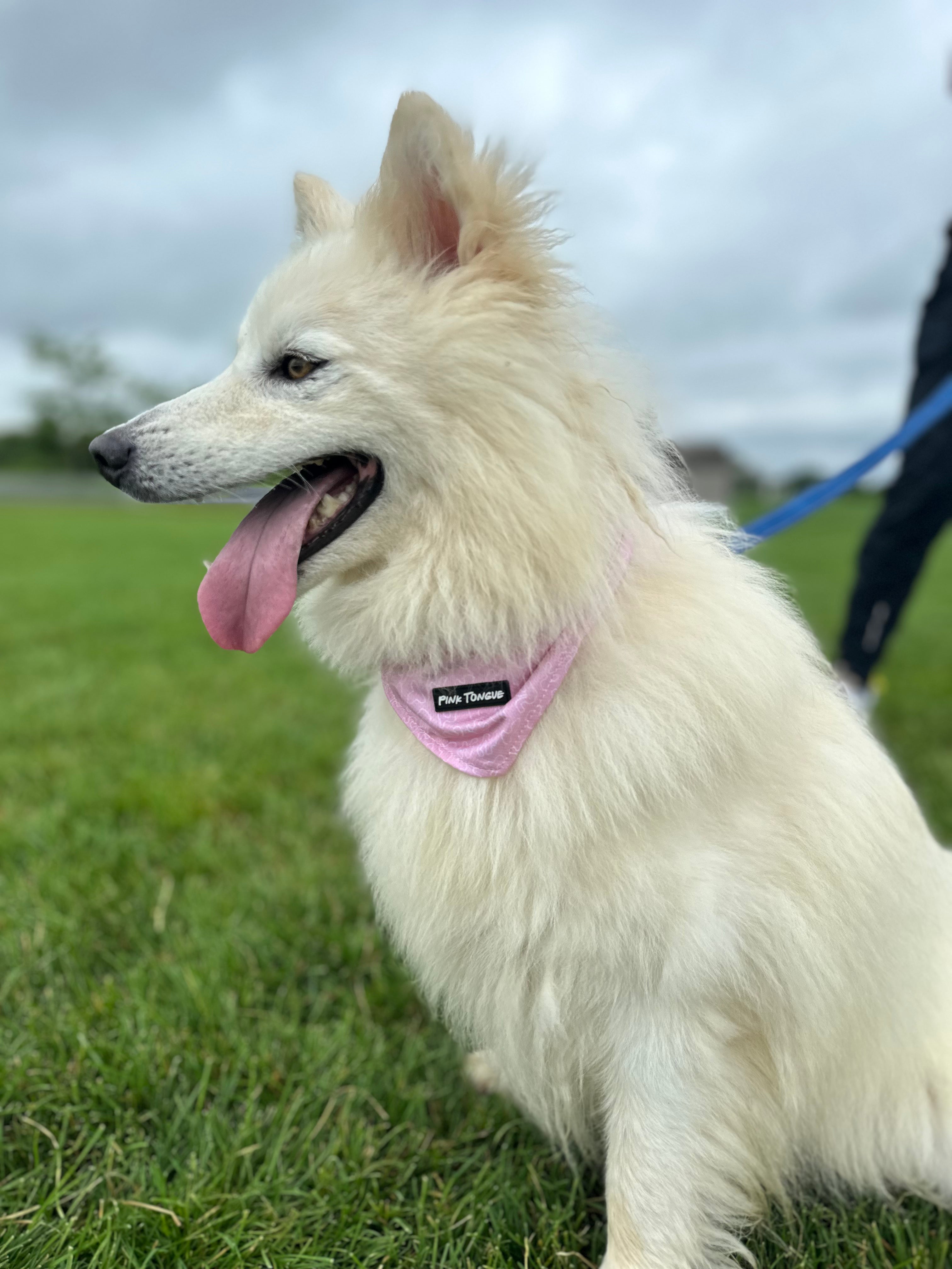 This image features a husky dogs wearing a stylish Pink Tongue Bandana that is pink. The bandana is the best fitting and highest quality dog bandana on the market. The dog is comfortable wearing the dog bandana.