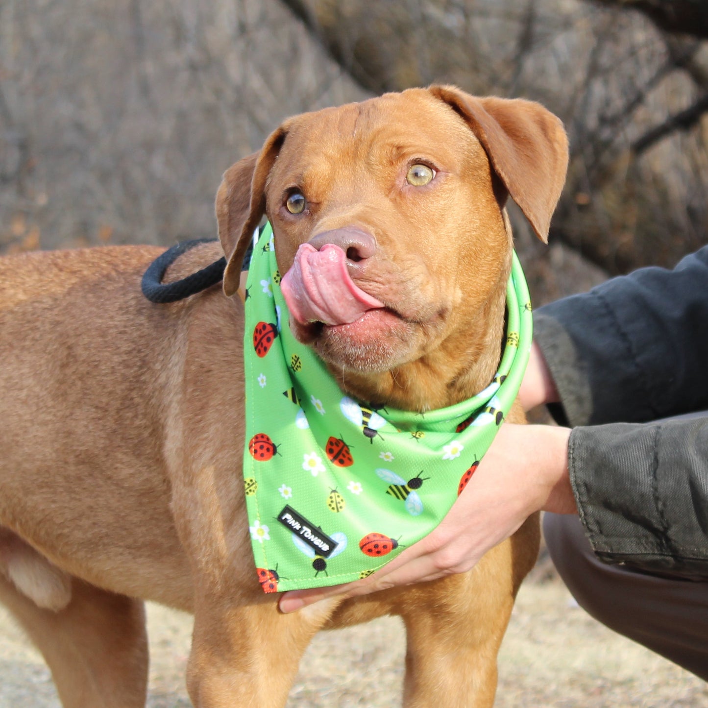 Person petting a dog wearing a green bandana in a natural setting
