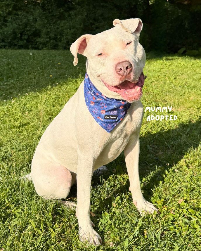 Dog wearing a USA Dog bandana sitting on grass with trees in the background
