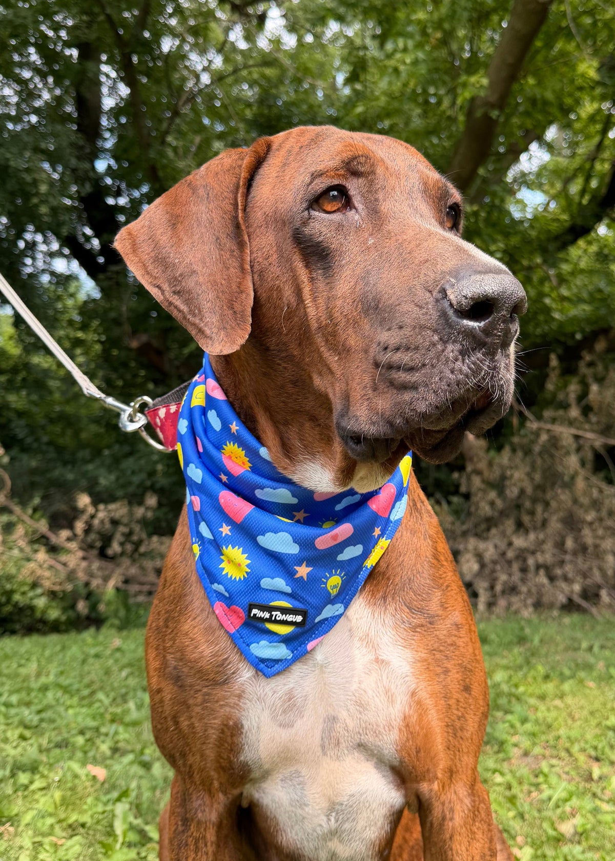 A brown dog sitting on a grassy lawn outdoors, wearing a blue bandana with colorful fish patterns and a white leash attached.